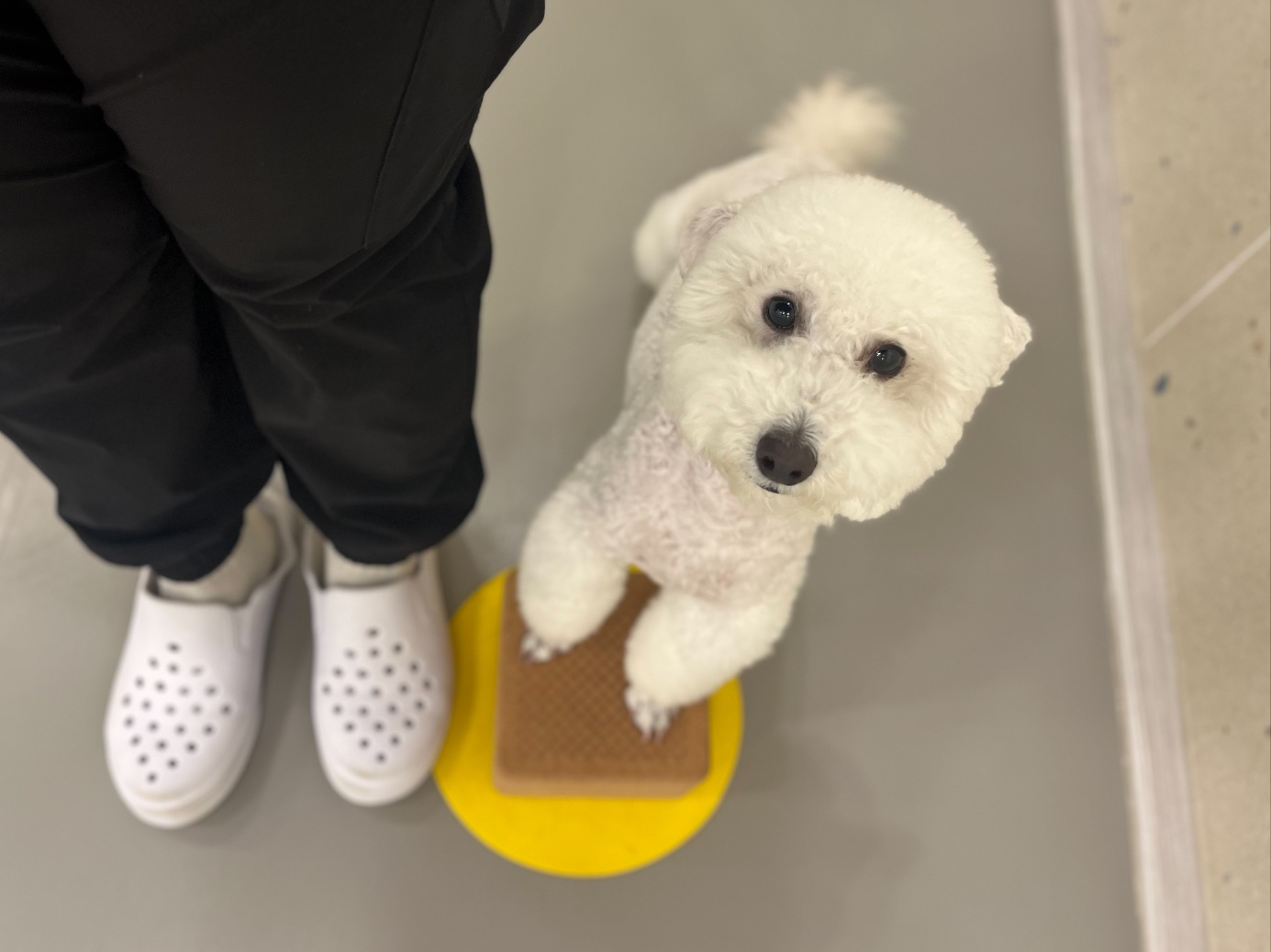 강아지유치원왕왕&애견호텔 대표 이미지