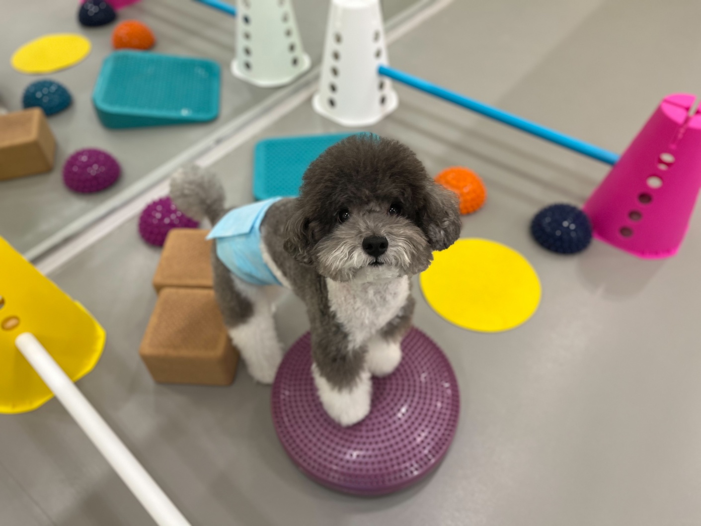 강아지유치원왕왕 대표 이미지