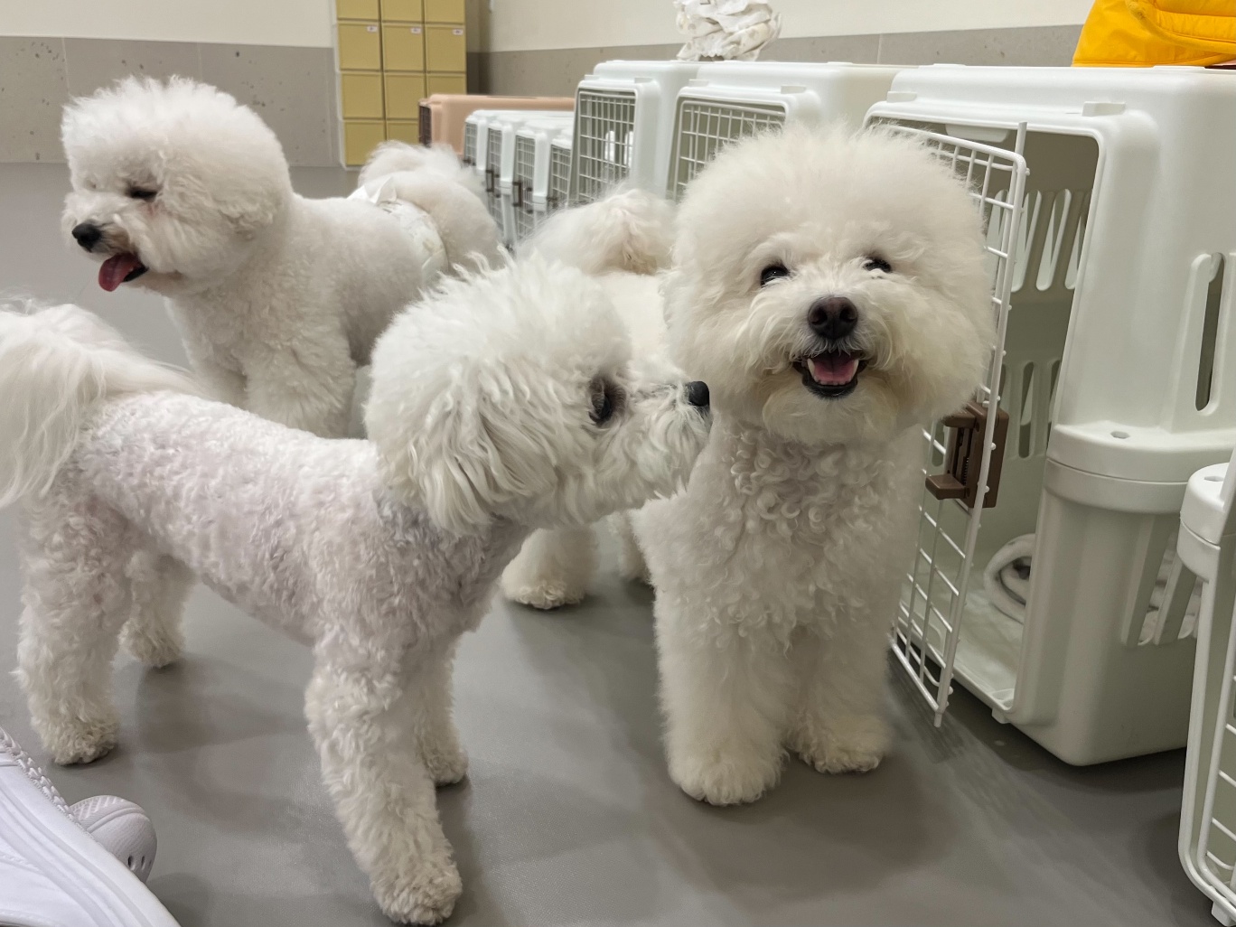 강아지유치원왕왕&애견호텔 대표 이미지