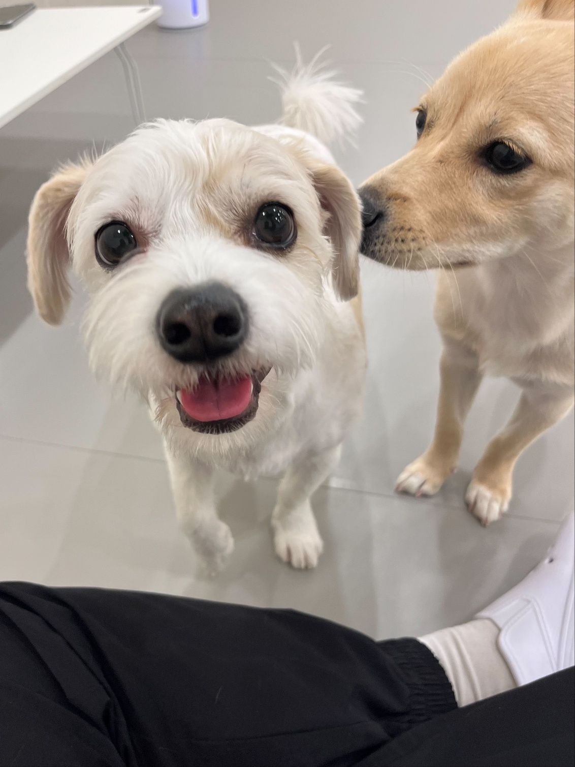 왕왕 대표 이미지