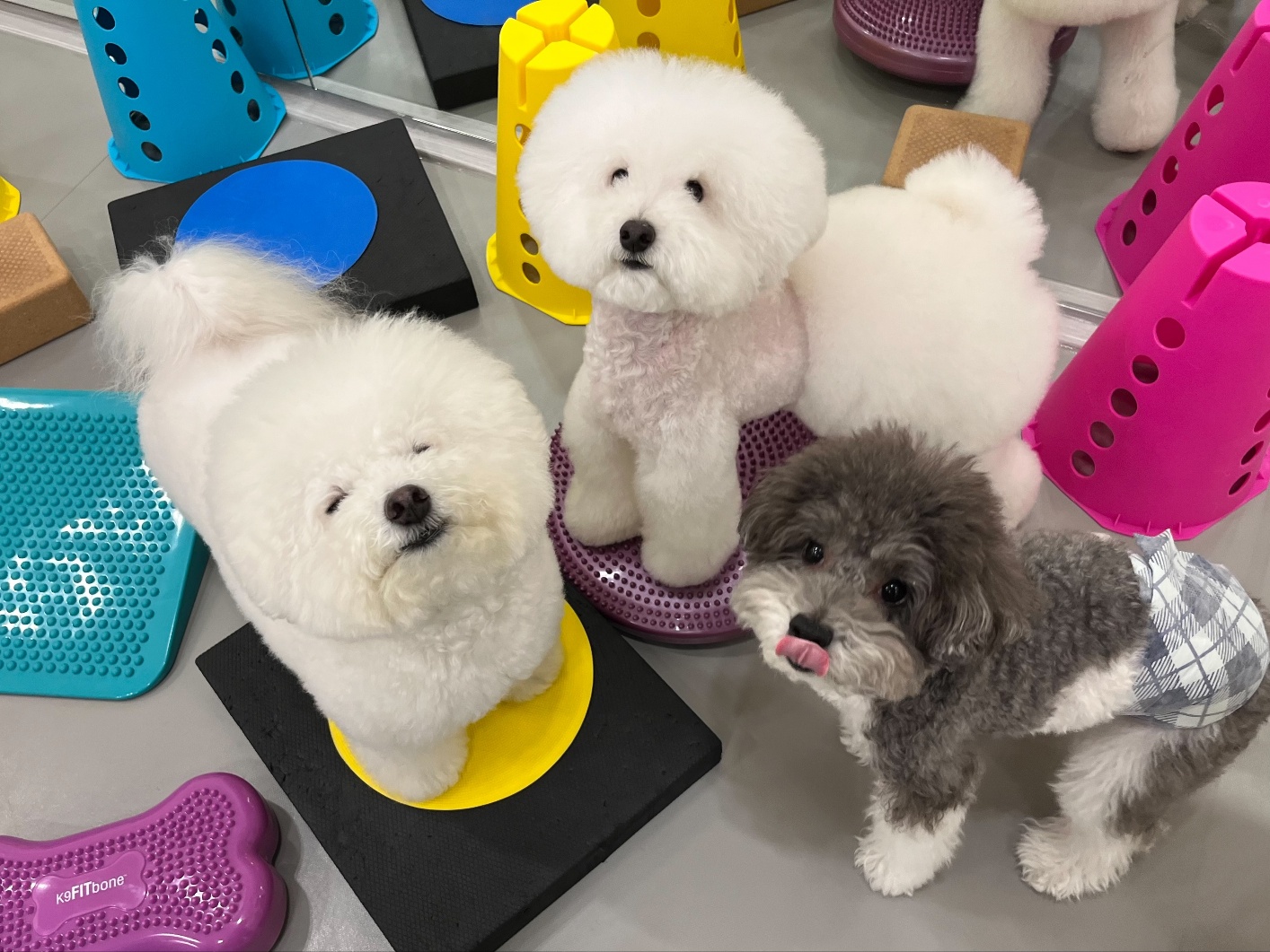 강아지유치원왕왕&애견호텔 대표 이미지