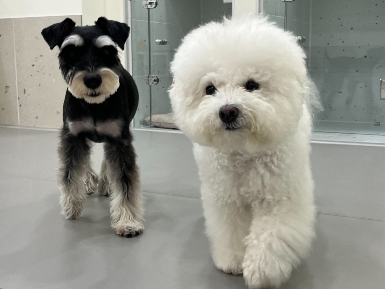 강아지유치원왕왕 대표 이미지