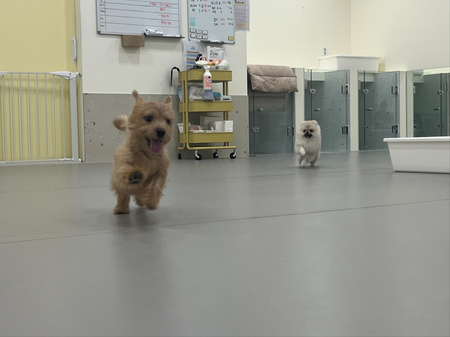 강아지유치원왕왕&애견호텔 대표 이미지