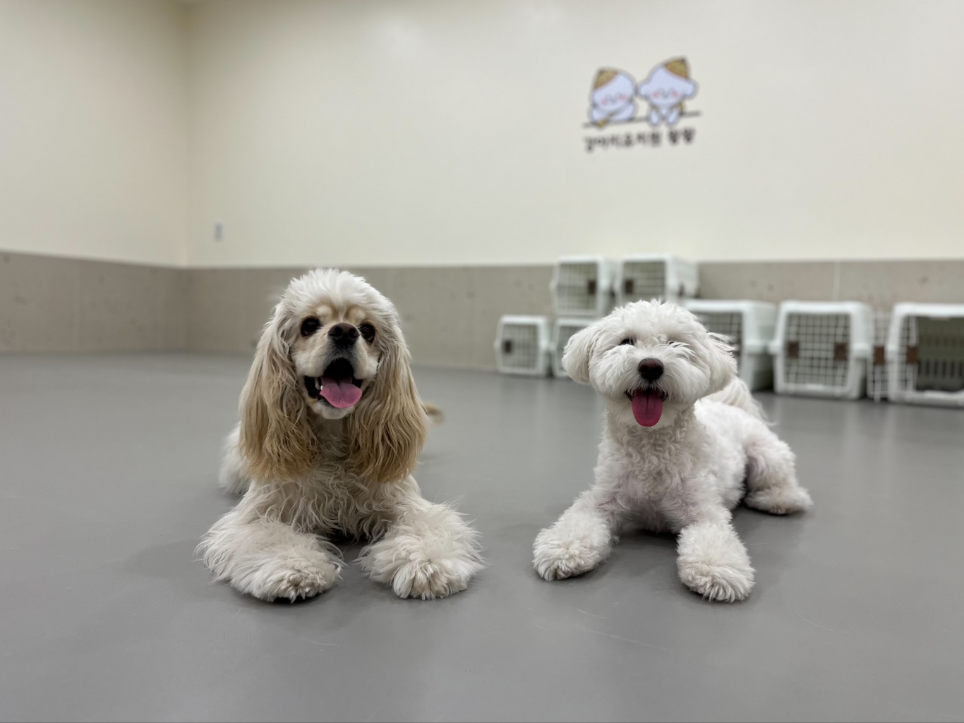 강아지유치원왕왕 대표 이미지