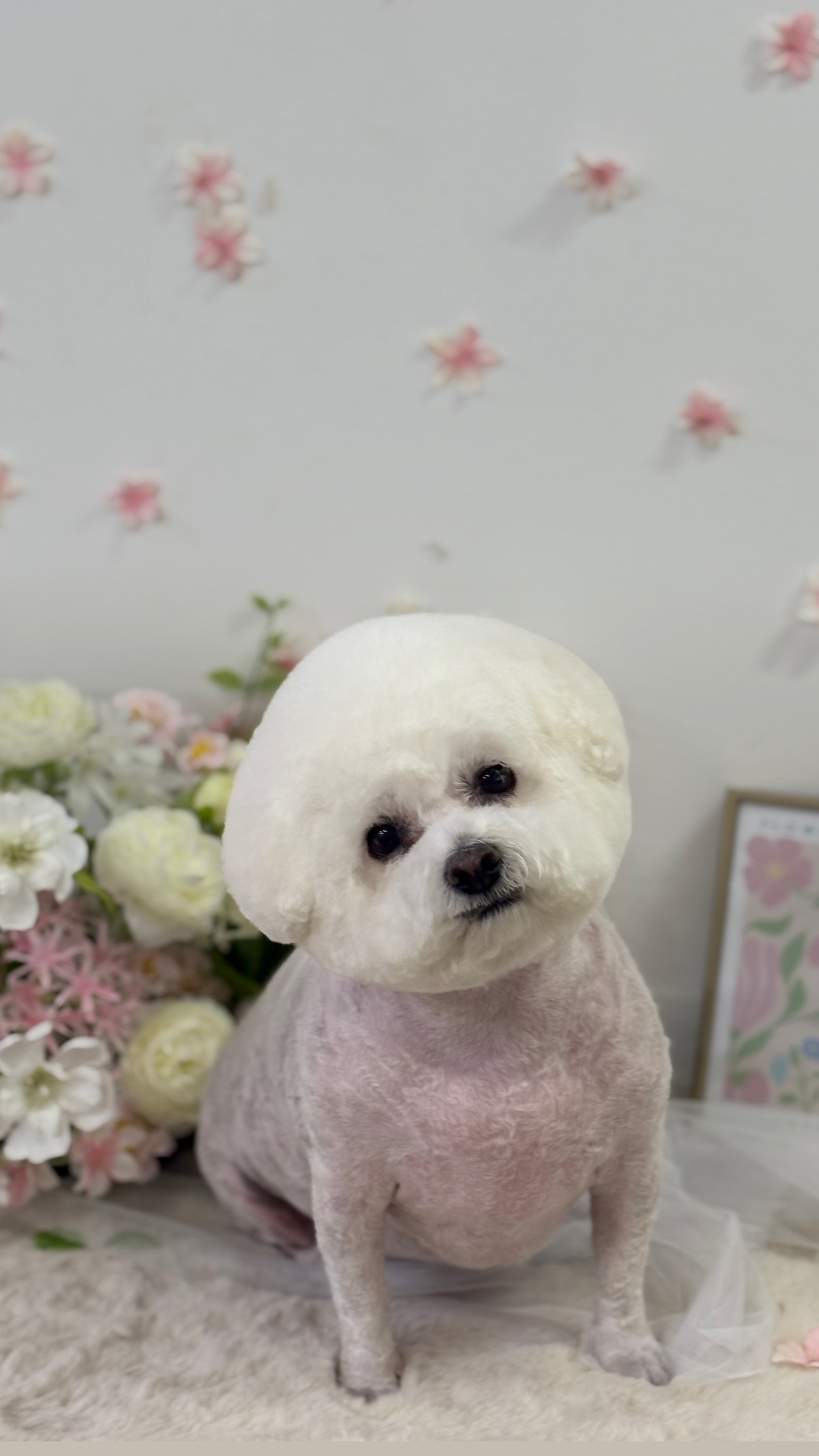 몽모드펫 대표 이미지