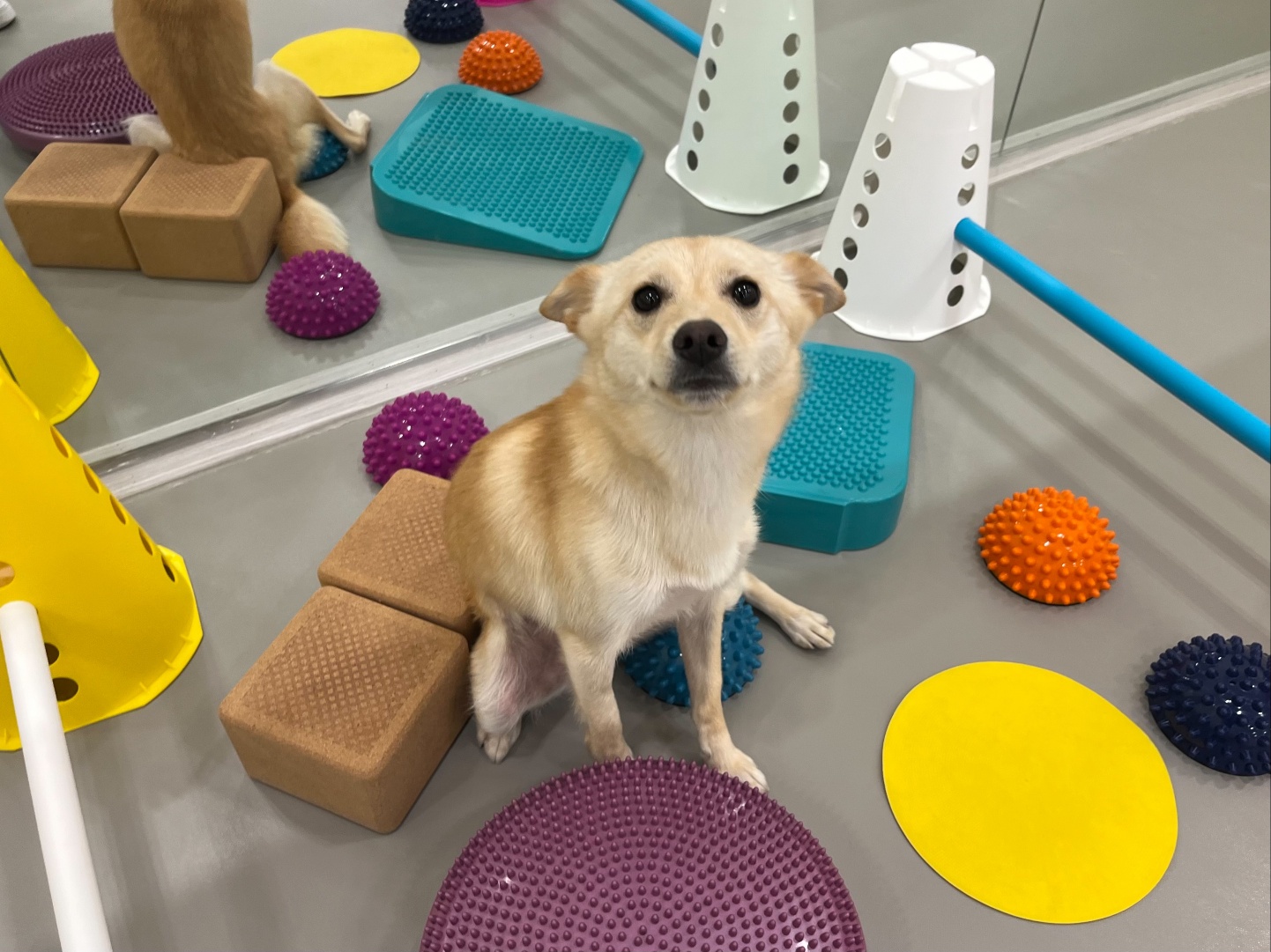 강아지유치원왕왕 대표 이미지