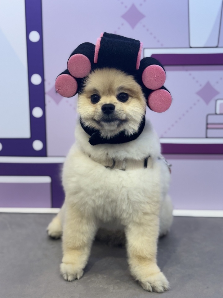 애견카페 피피피 대표 이미지