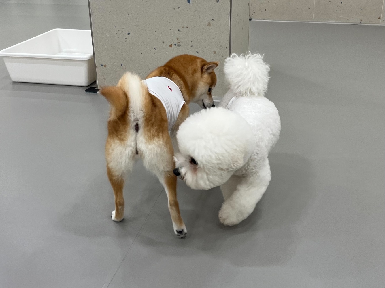 강아지유치원왕왕 대표 이미지