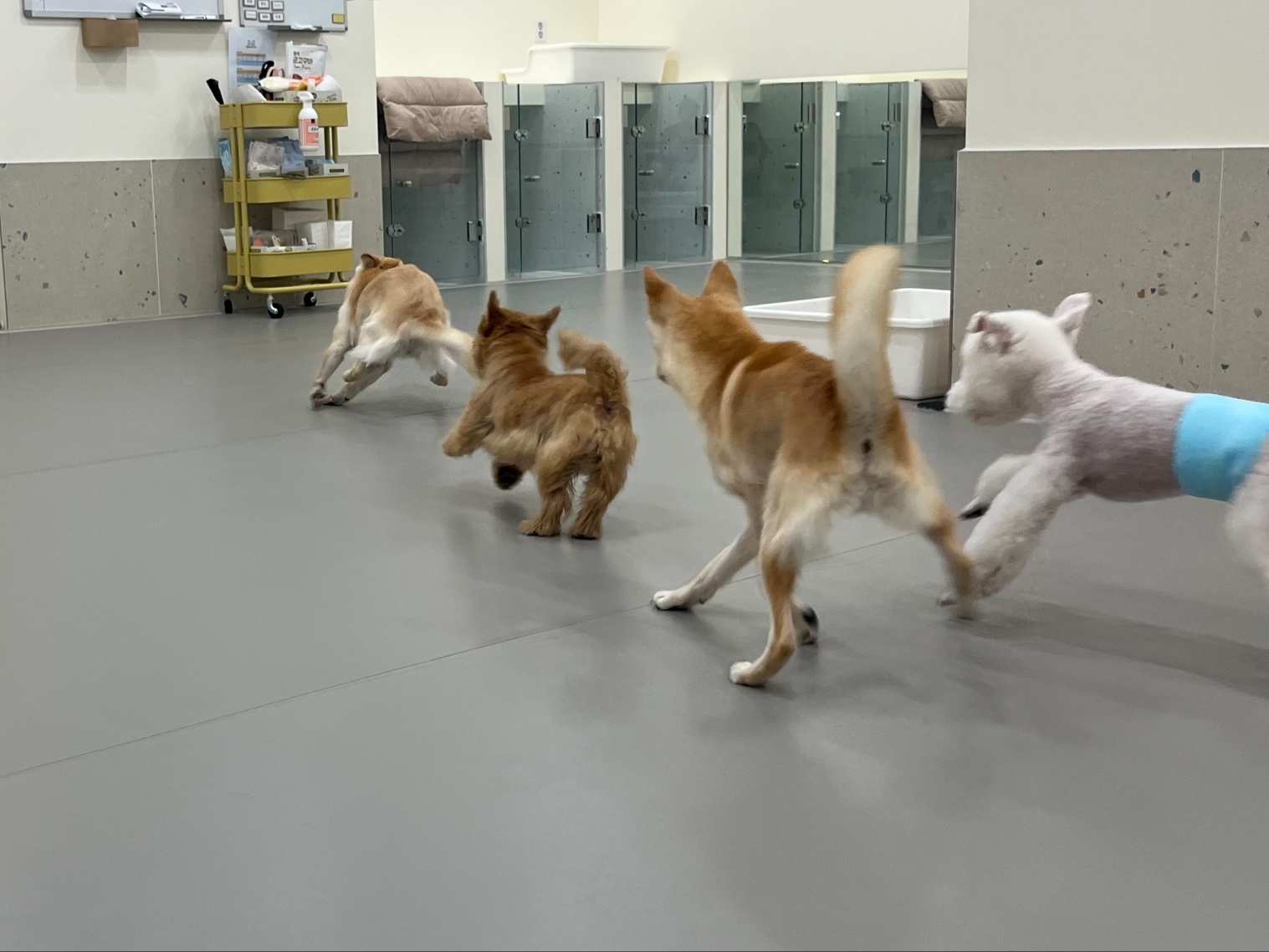 강아지유치원왕왕&애견호텔 대표 이미지