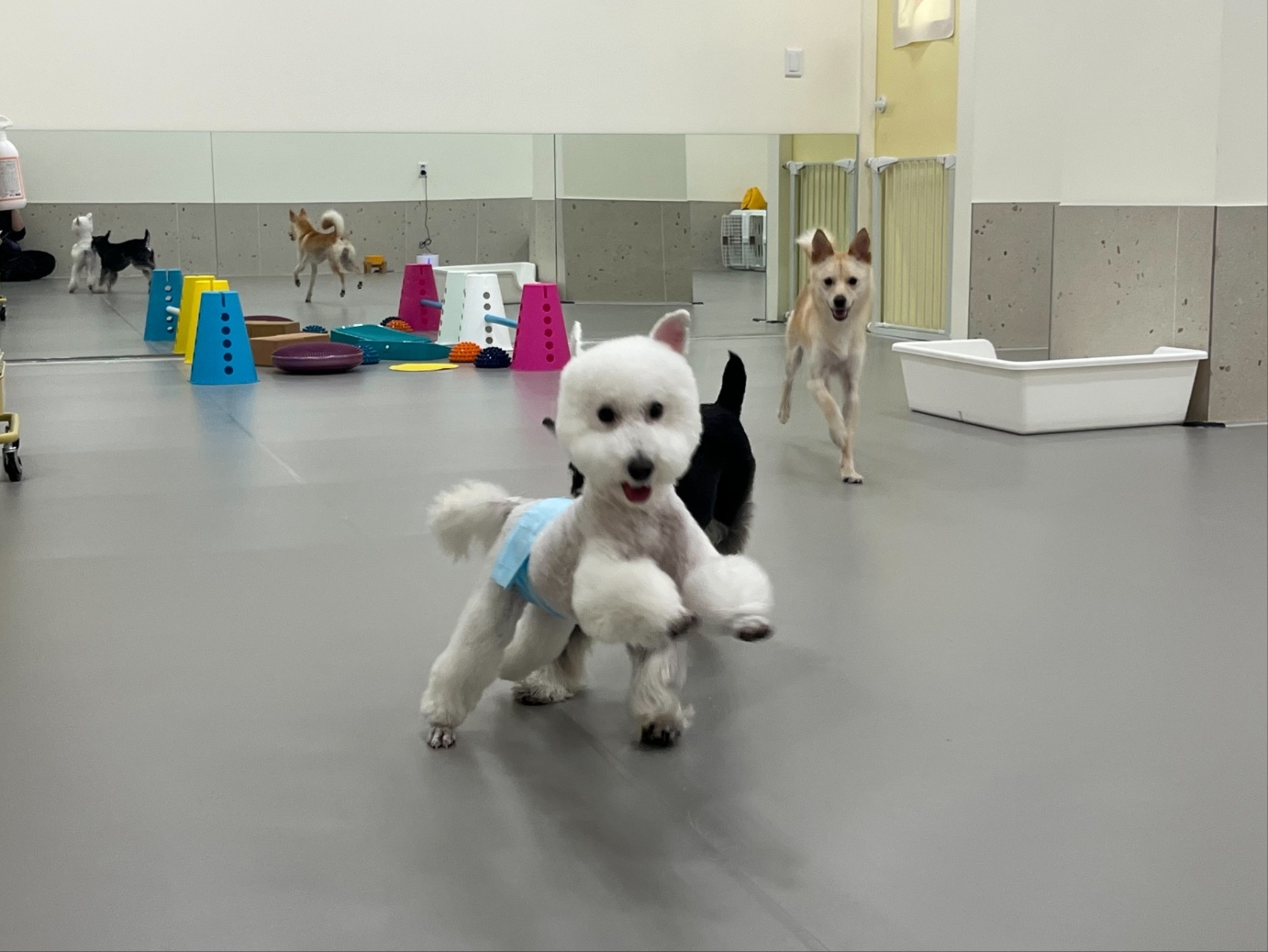 강아지유치원왕왕 대표 이미지