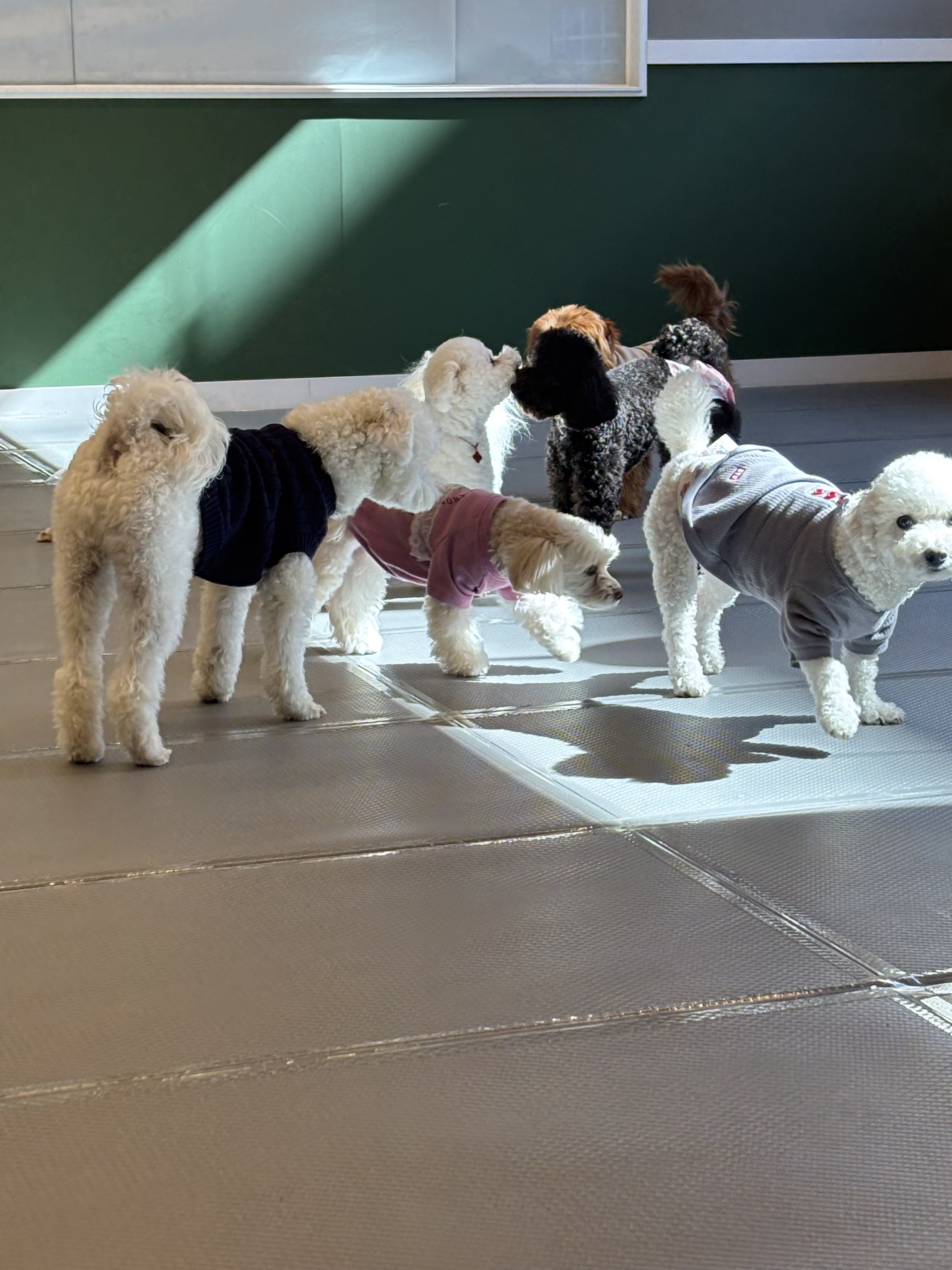 올케어댕 구래동 애견유치원 애견돌봄 애견호텔 애견미용 대표 이미지