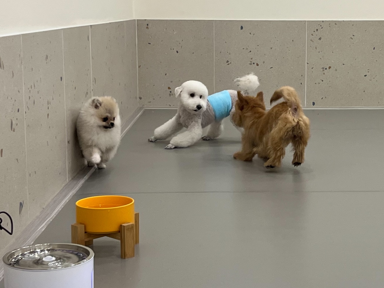 강아지유치원왕왕 대표 이미지