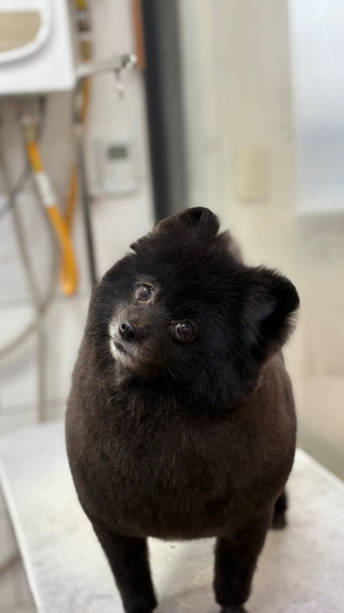 몽모드펫 대표 이미지