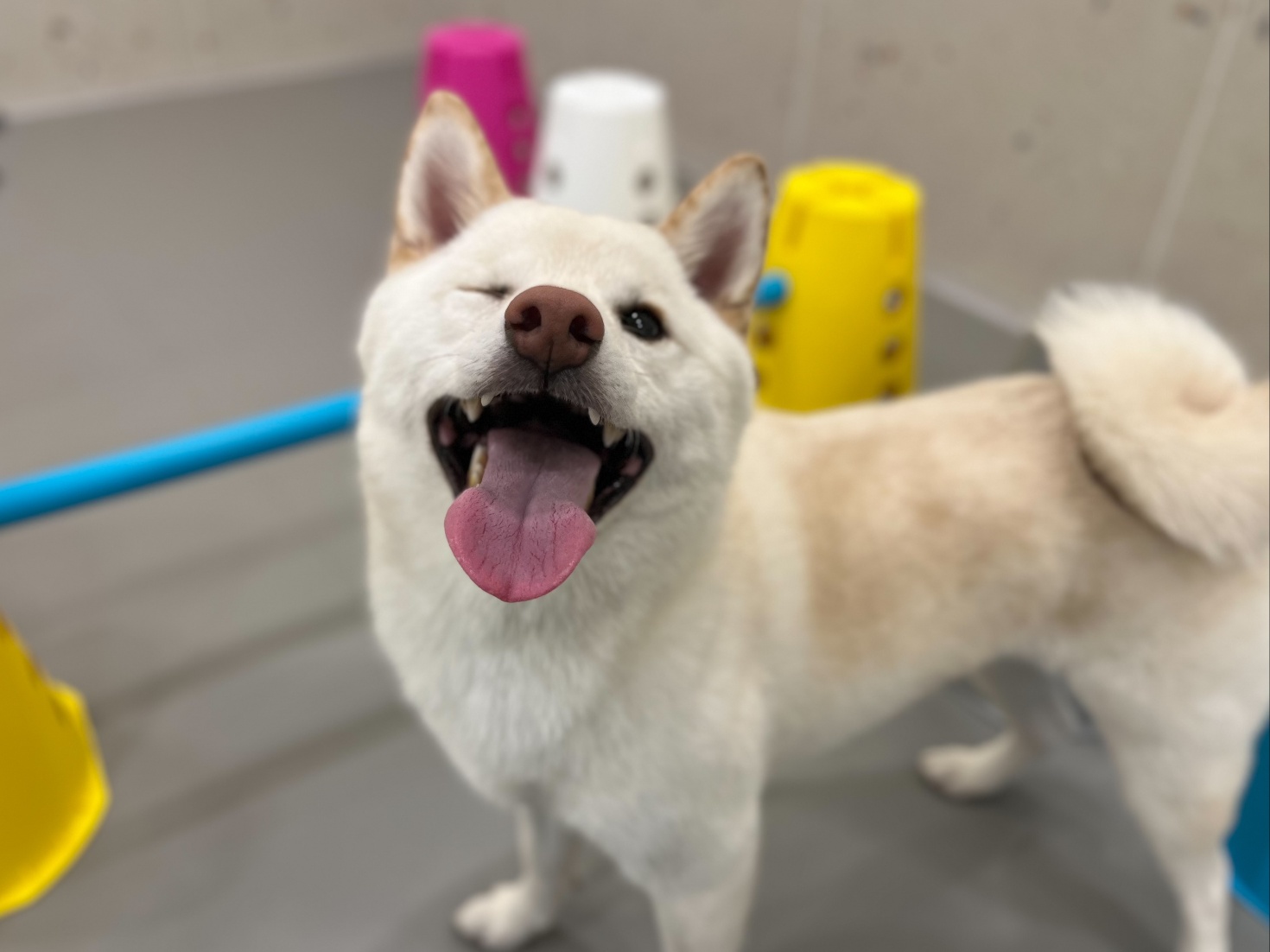 강아지유치원왕왕&애견호텔 대표 이미지