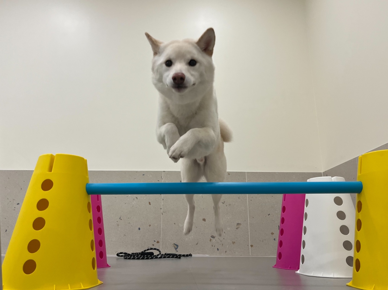 강아지유치원왕왕&애견호텔 대표 이미지