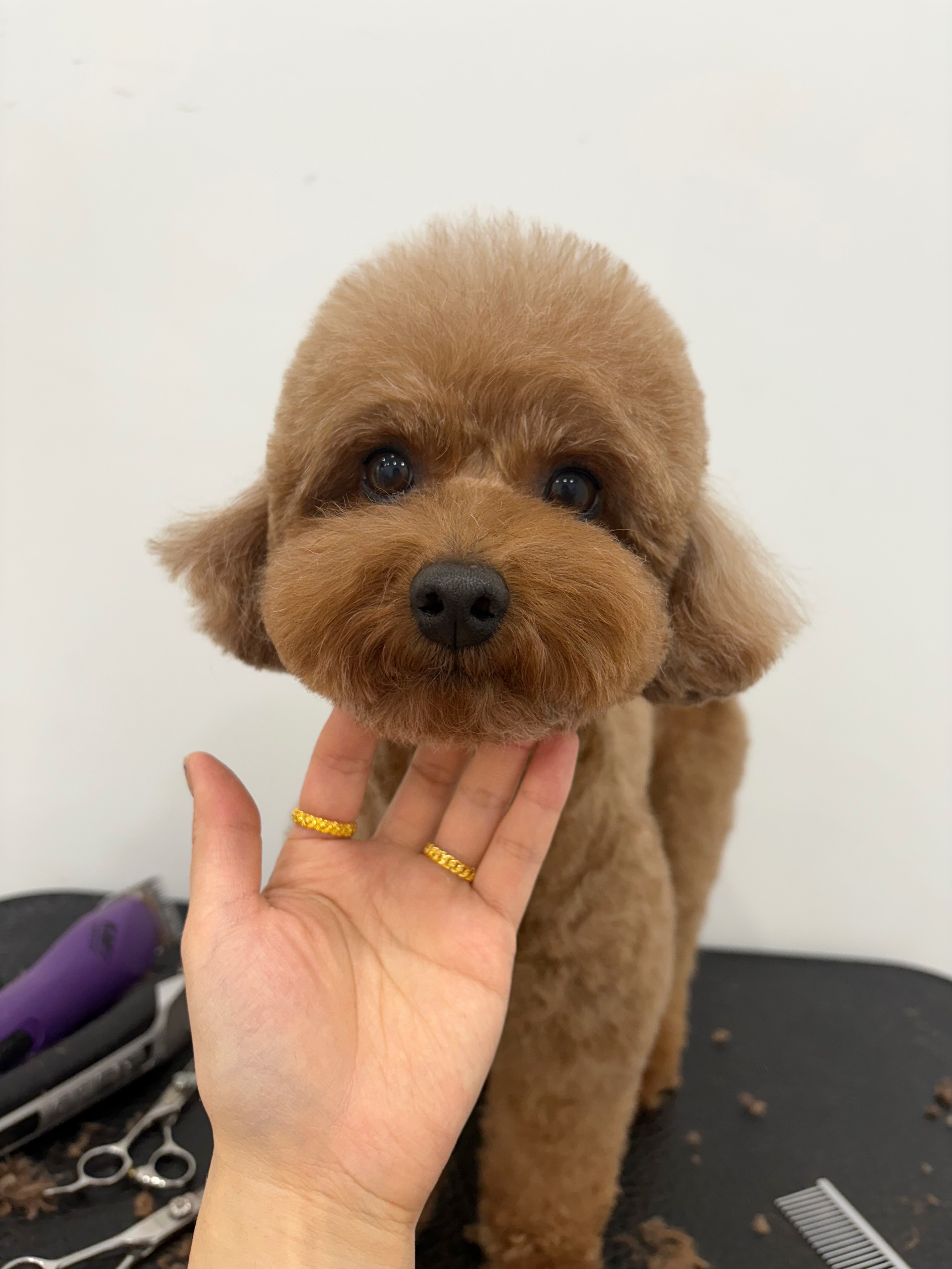 댕살롱 대표 이미지