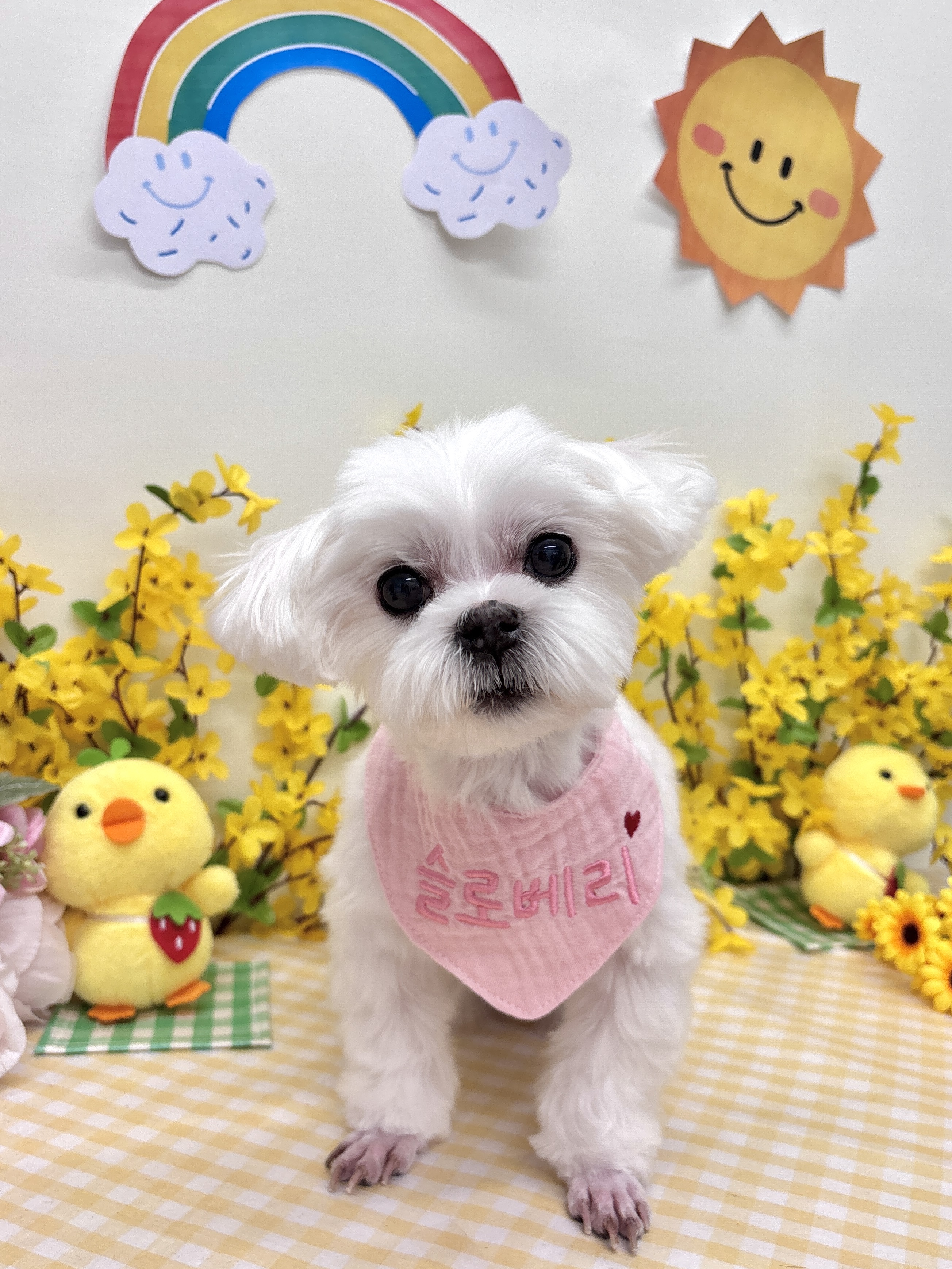 슬로베리 반려견미용실 대표 이미지