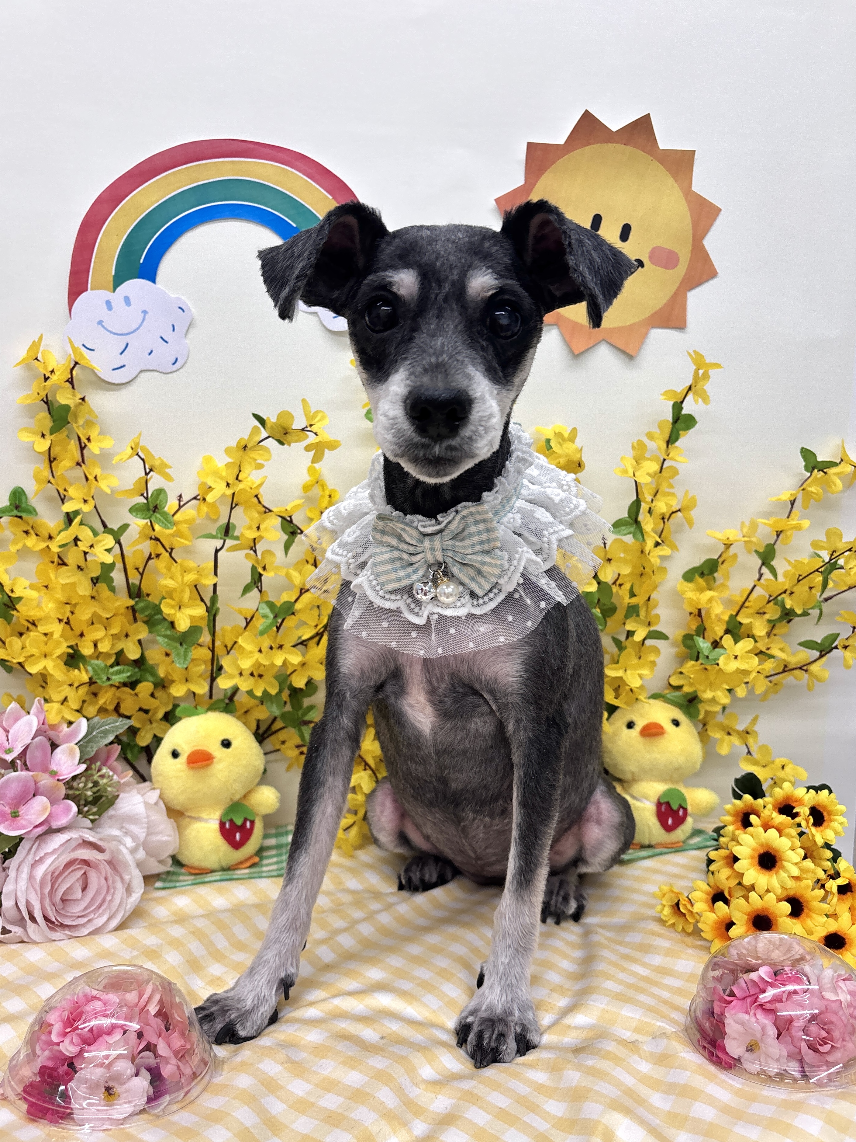 슬로베리 반려견미용실 대표 이미지