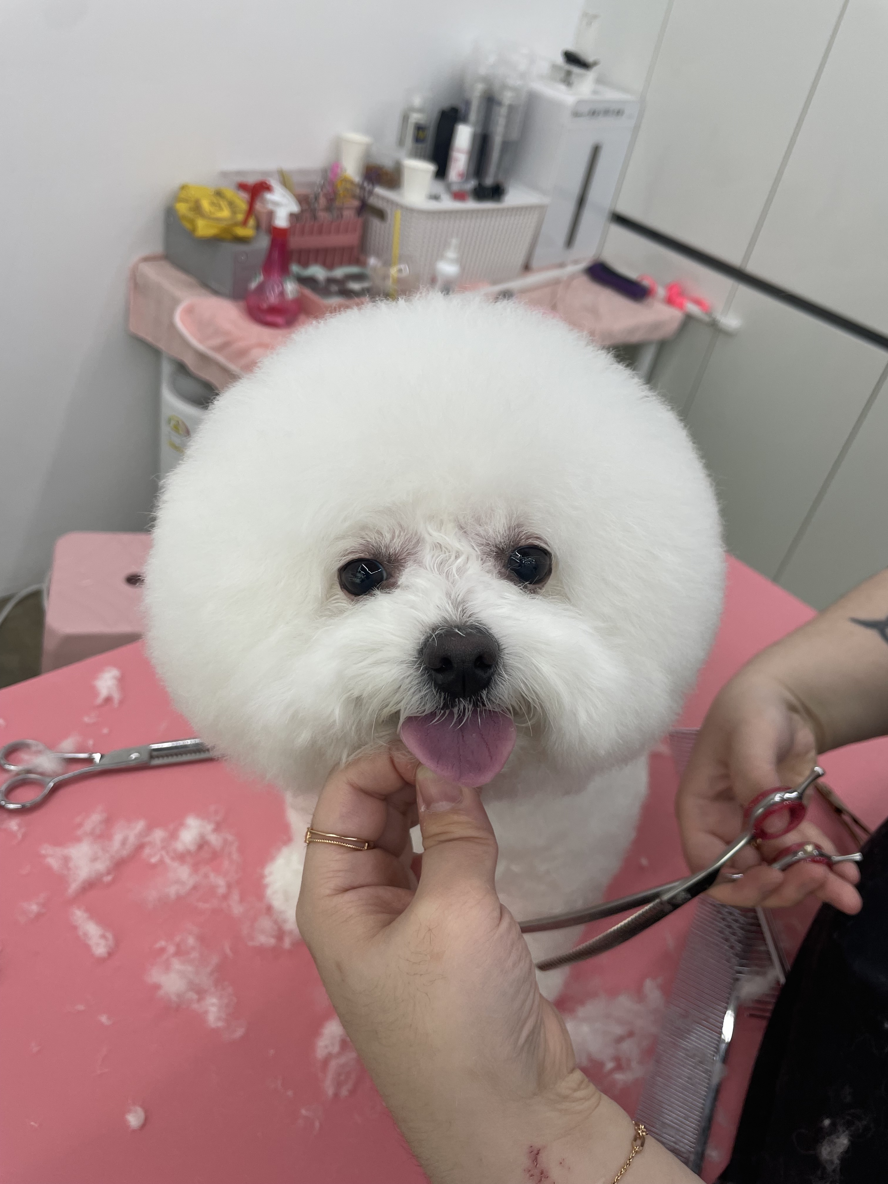 하이댕댕 대표 이미지