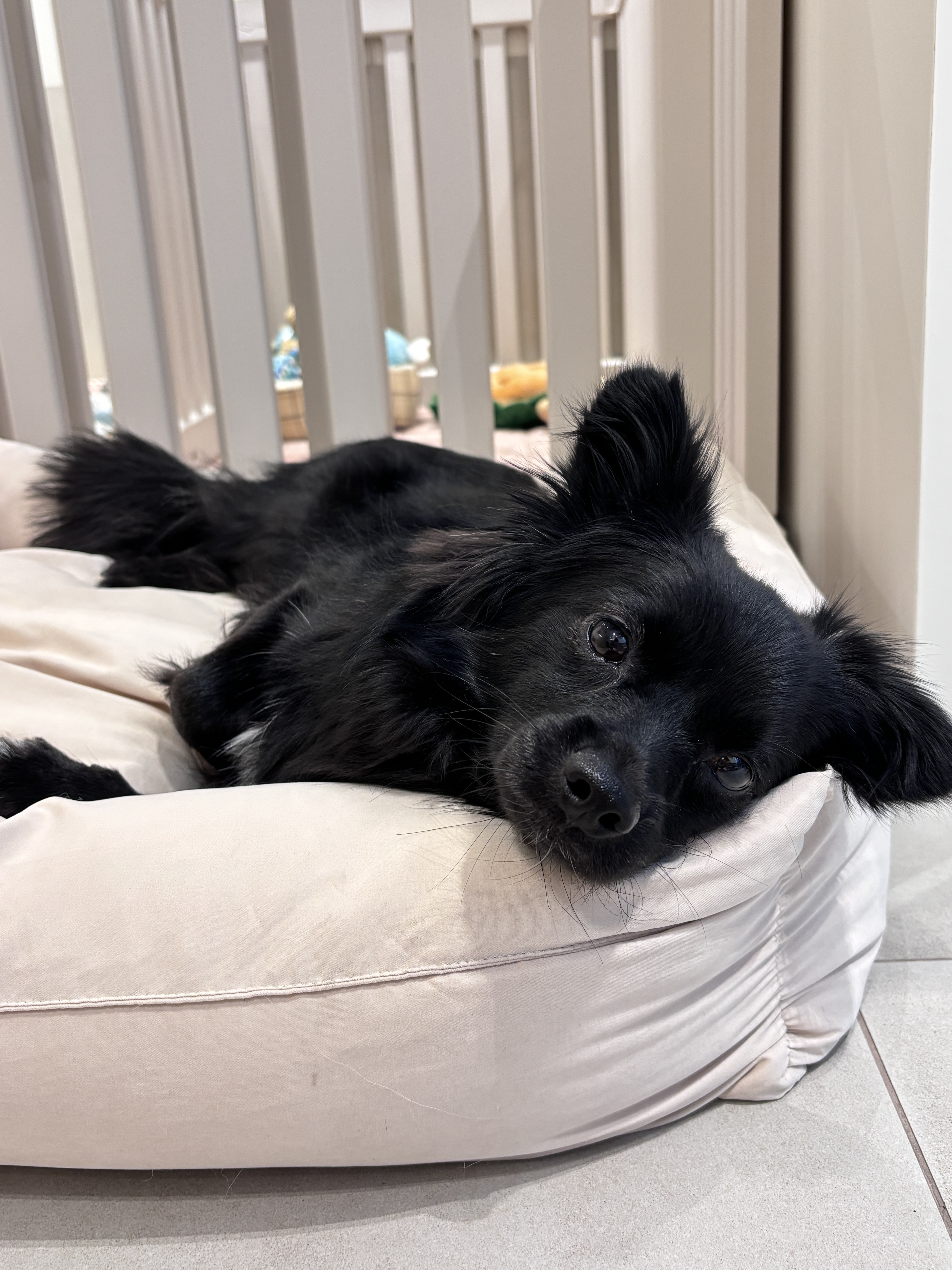 슬로베리 반려견미용실 대표 이미지