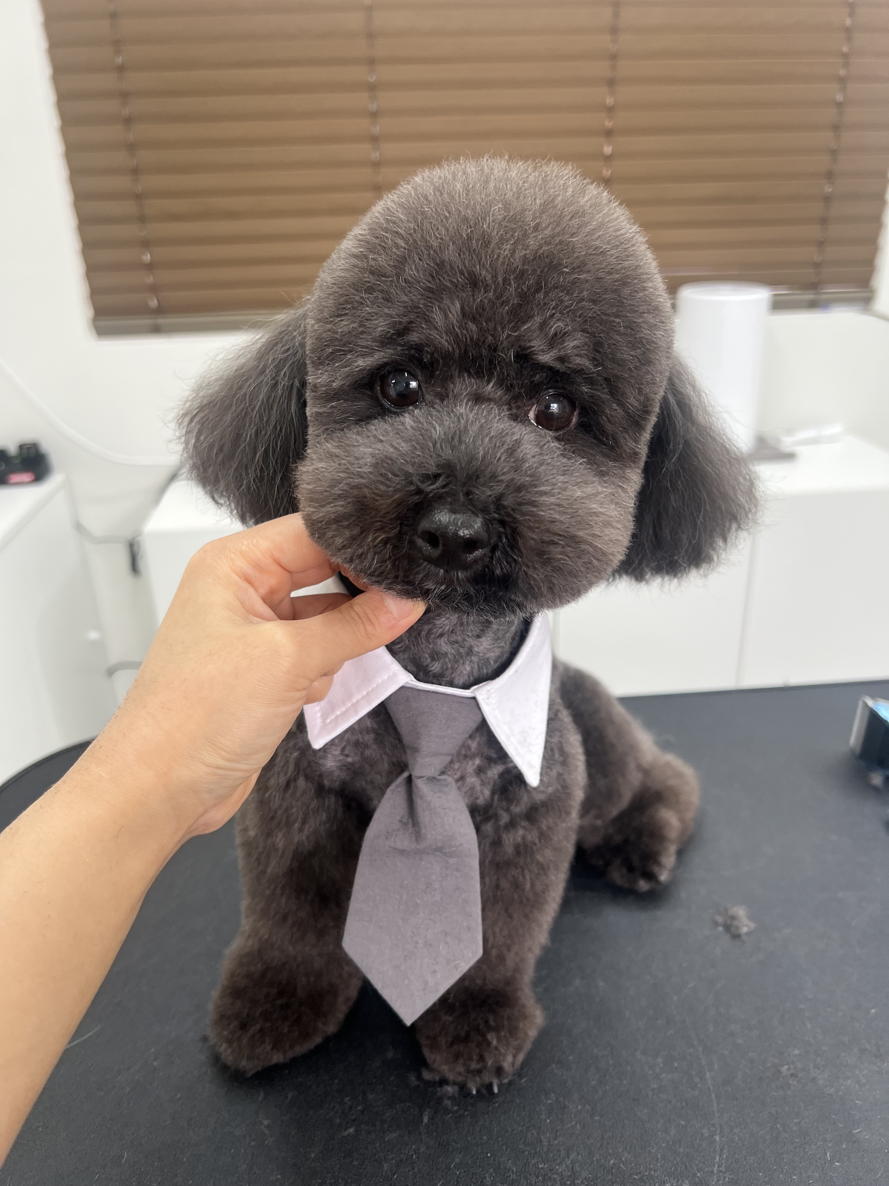 오세요댕댕이 대표 이미지