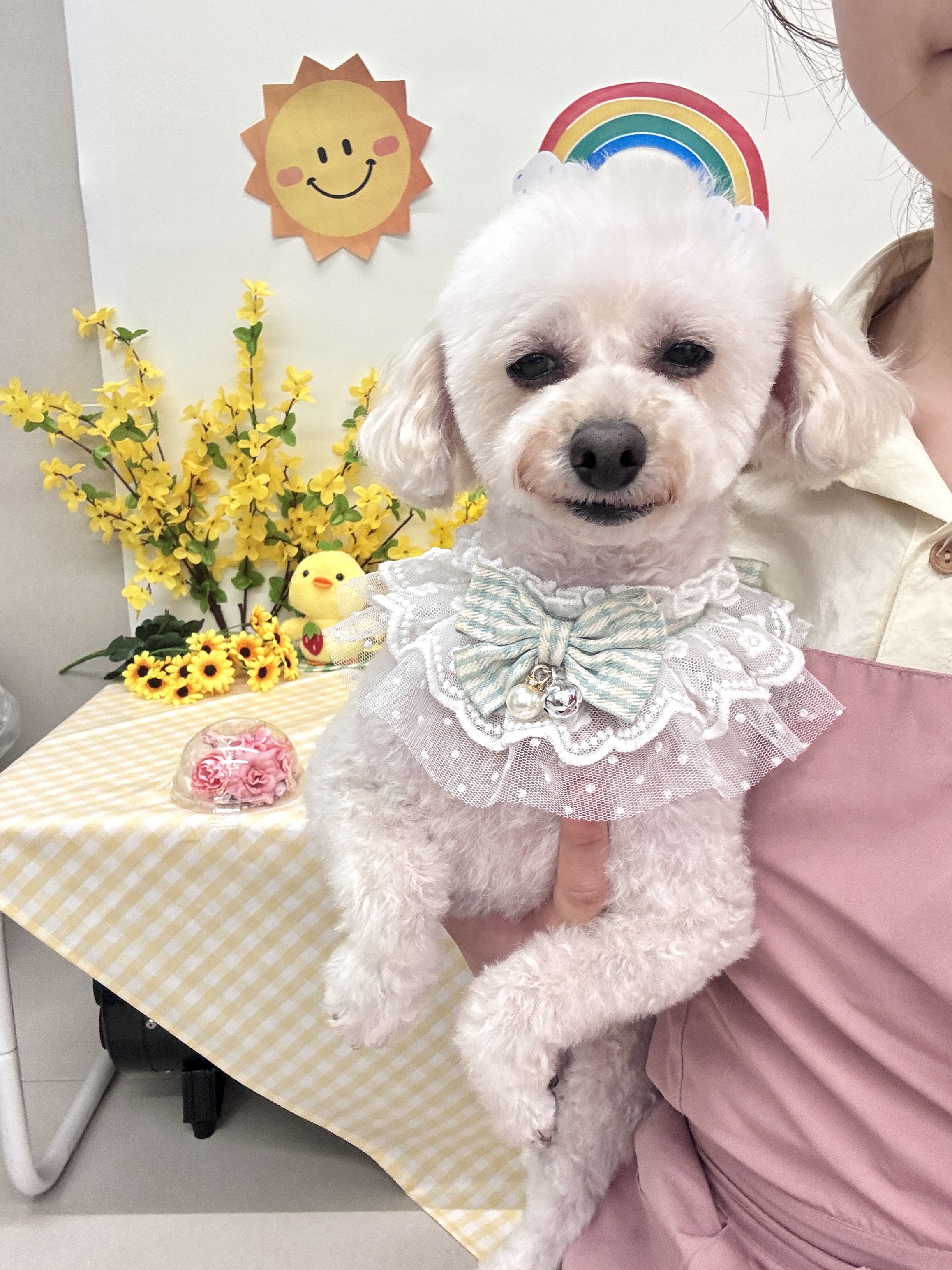 슬로베리 반려견미용실 대표 이미지