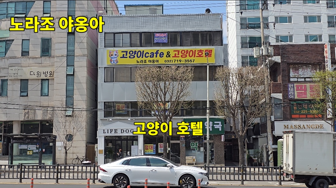 노라조야옹아 대표 이미지