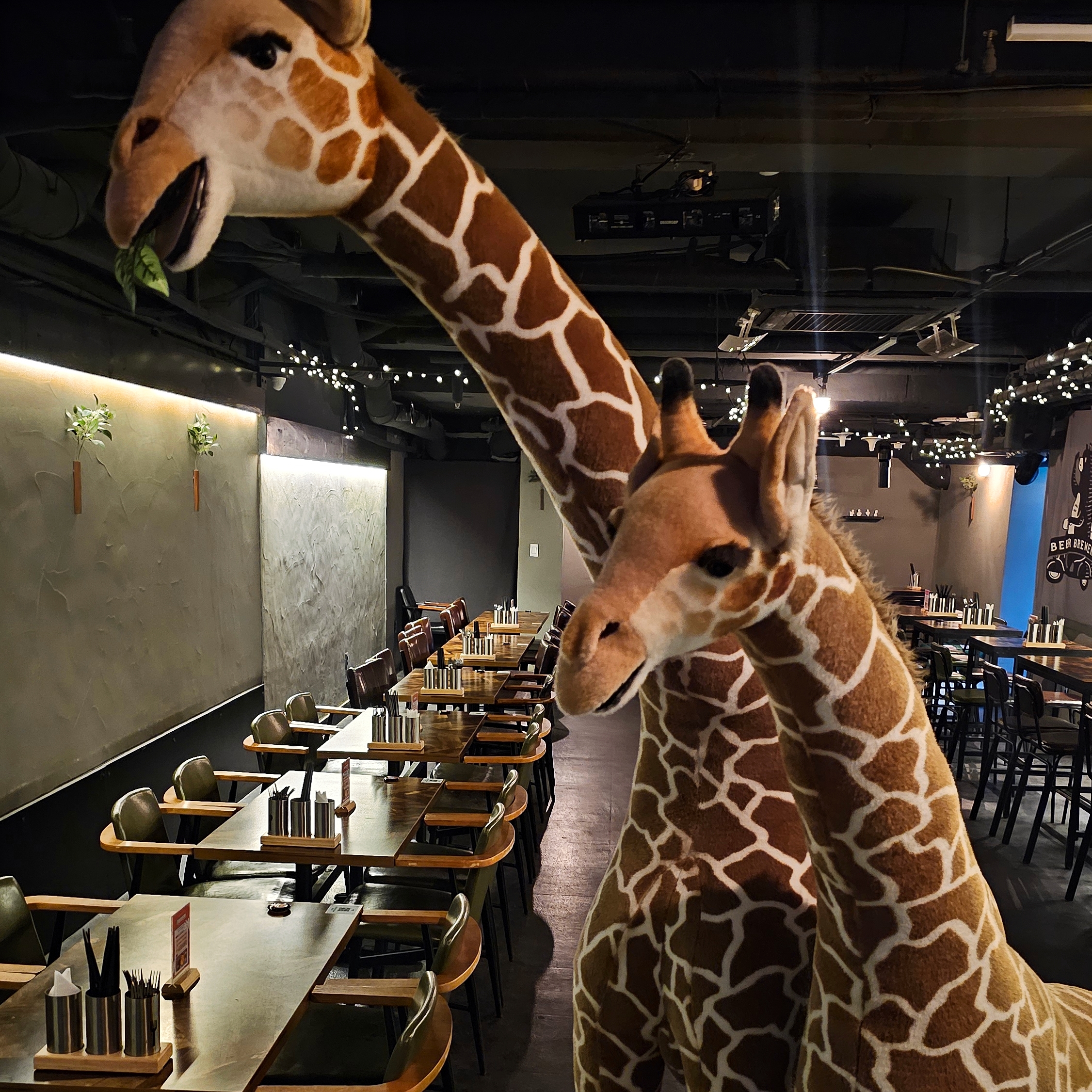 교대술집 오늘은맥주