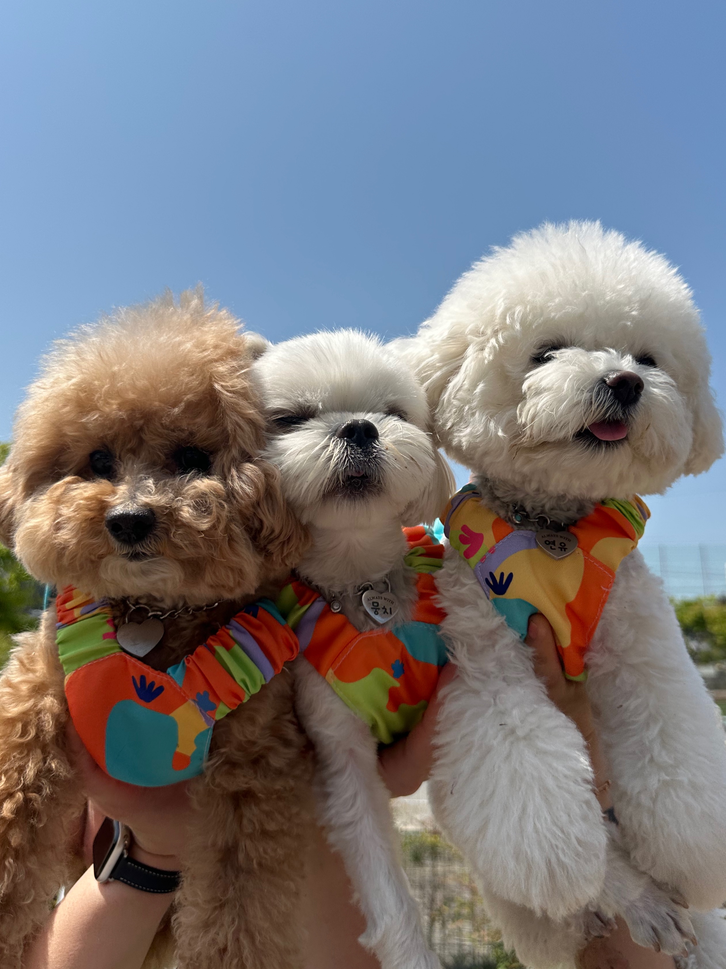 코지002 애견호텔 대표 이미지