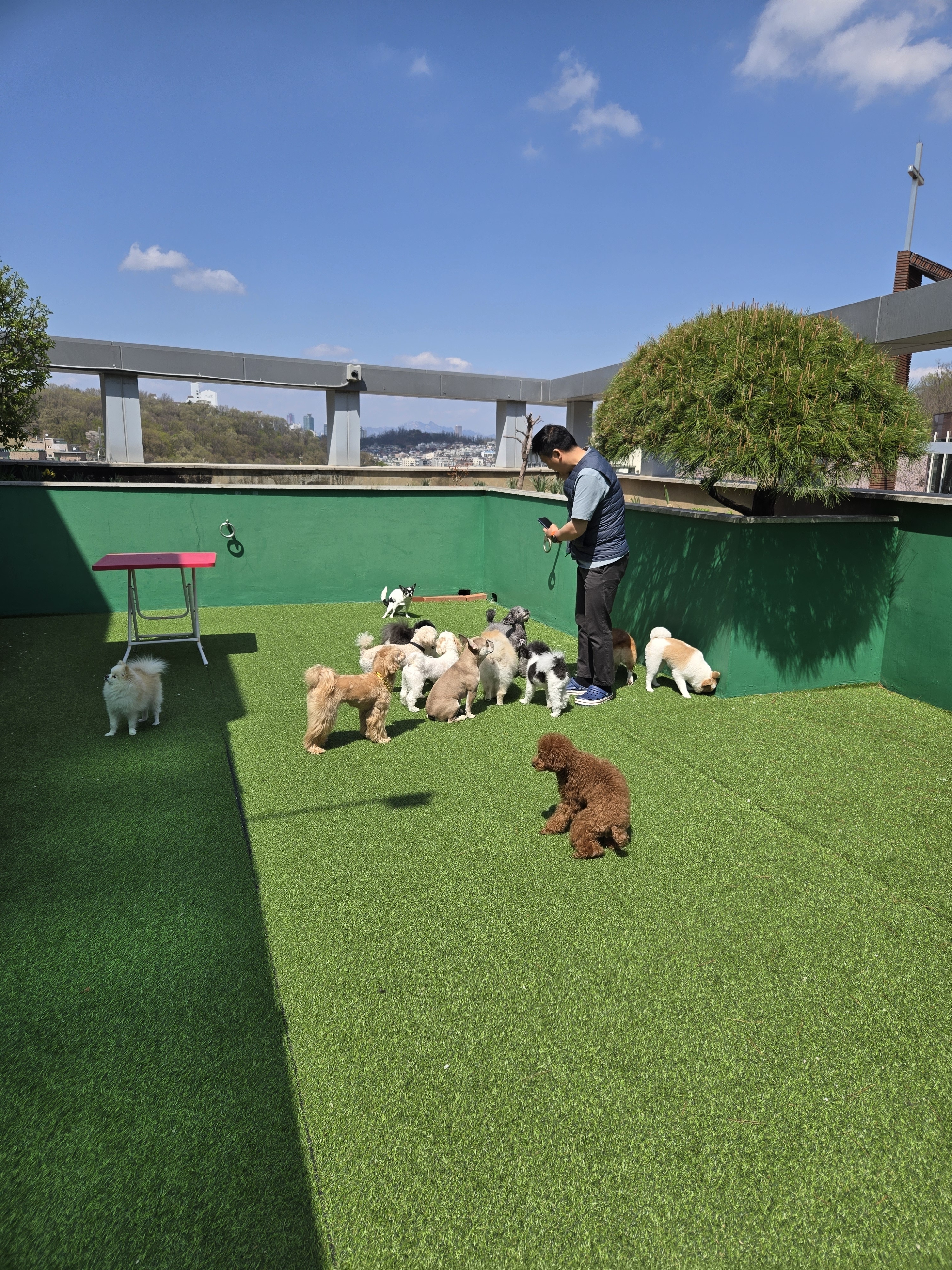 스마트독 대표 이미지