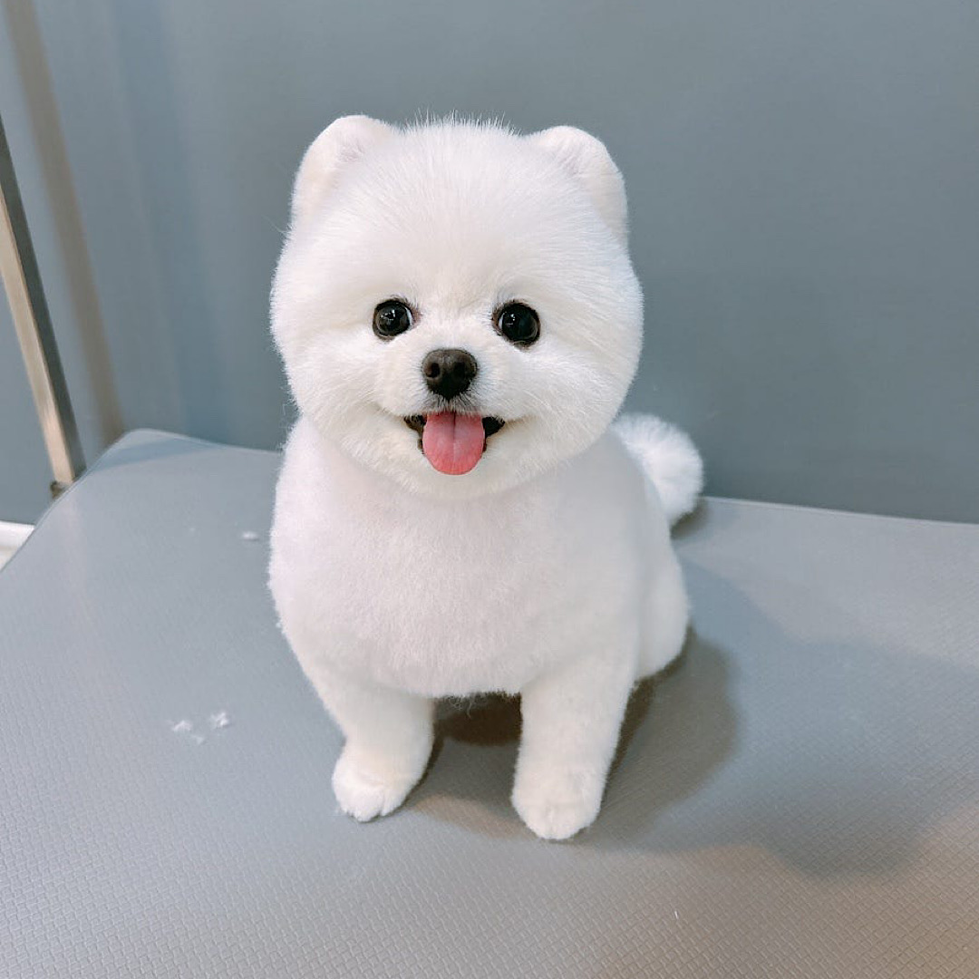 멍블리 대표 이미지