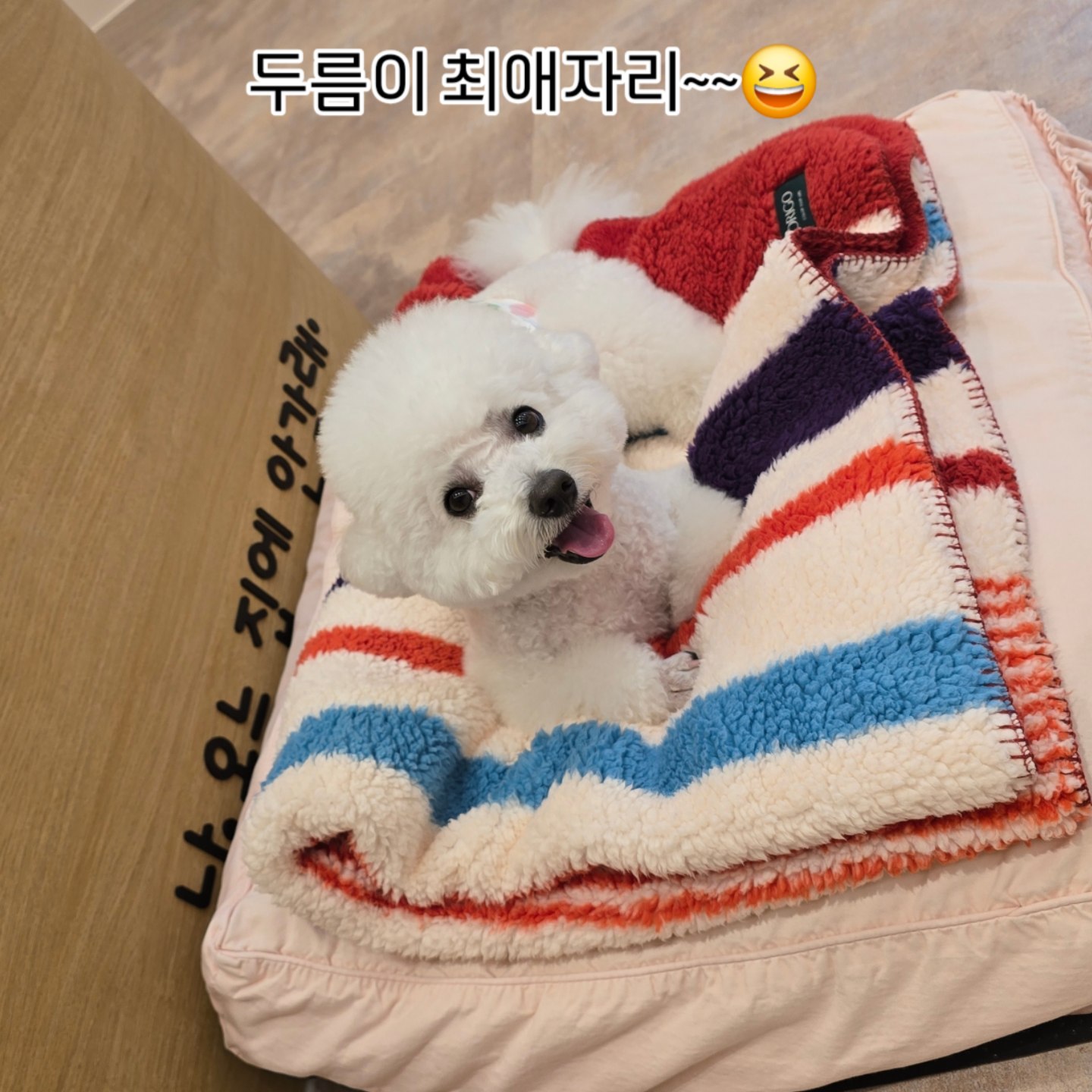 다독강아지유치원/호텔 반려동물 동반 애견카페