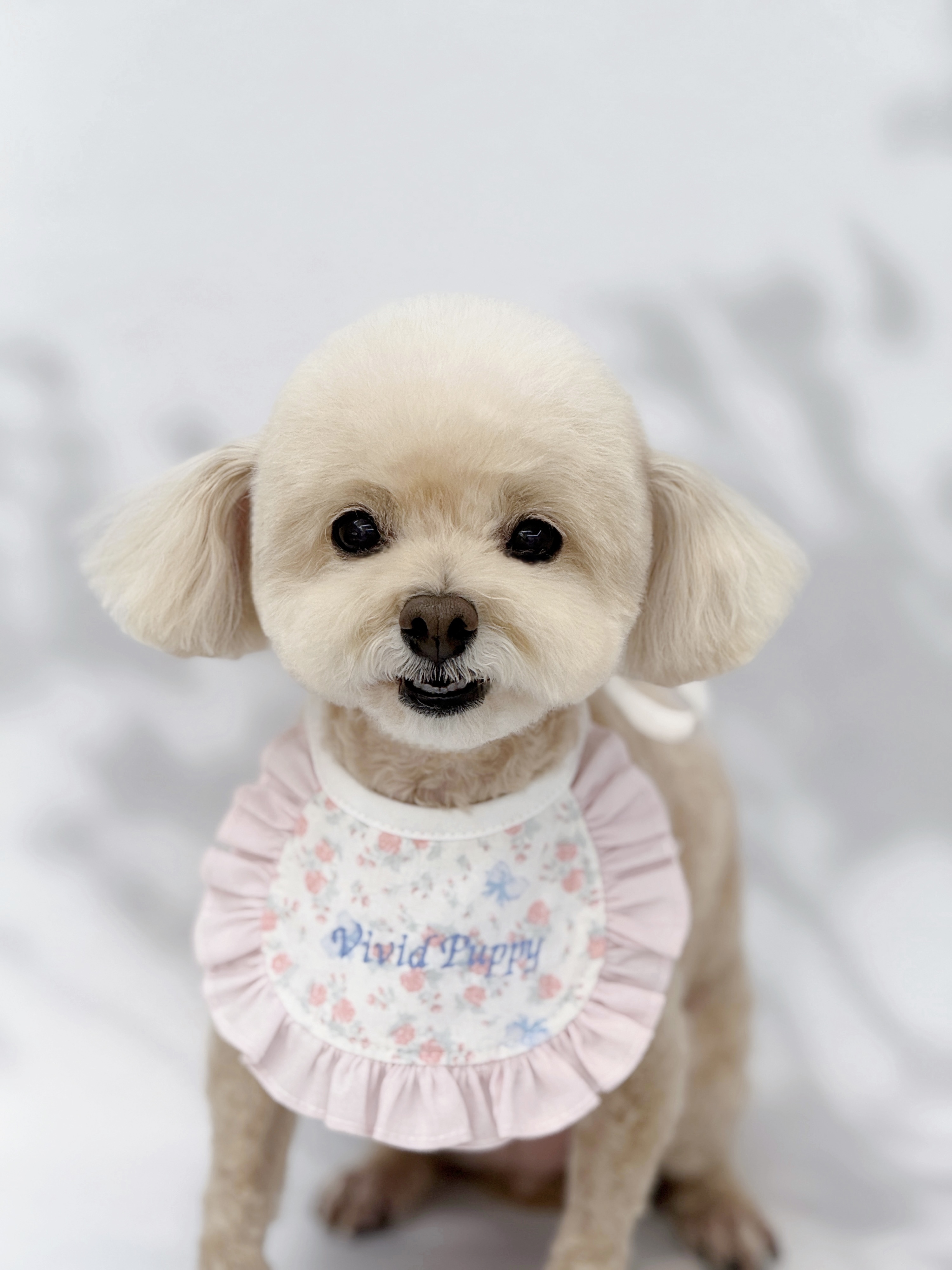 비비드퍼피 대표 이미지