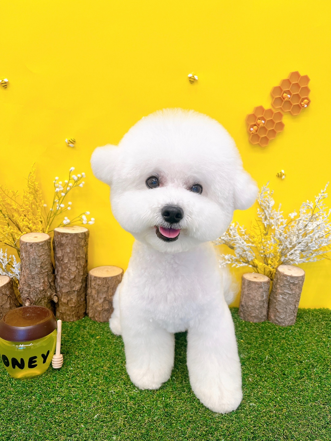 까망코살롱 대표 이미지