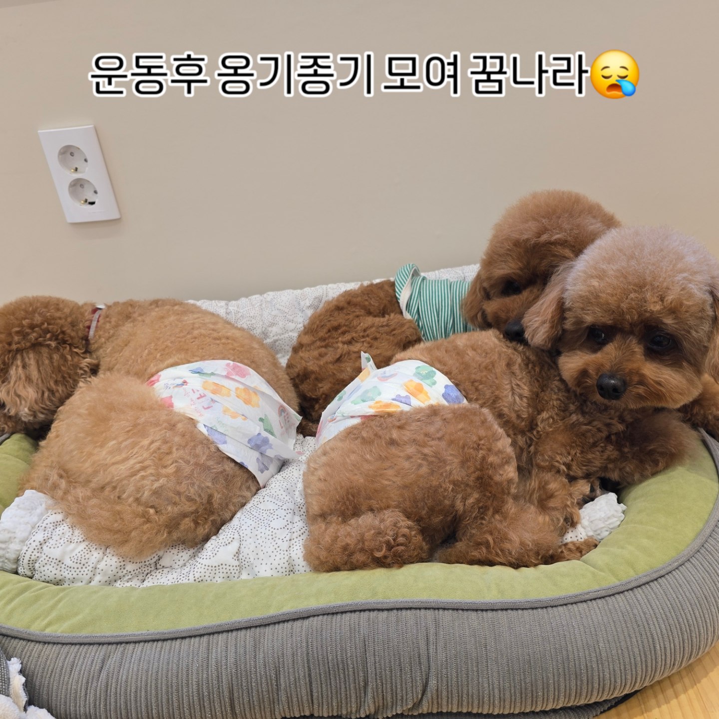다독강아지유치원/호텔 3