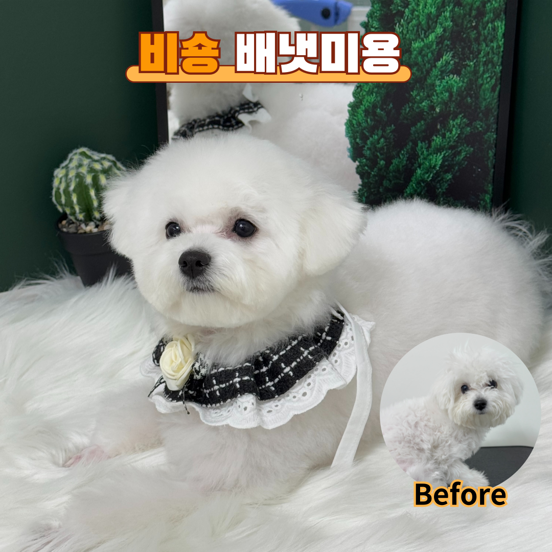 다시사랑받개 반려동물 동반 카페
