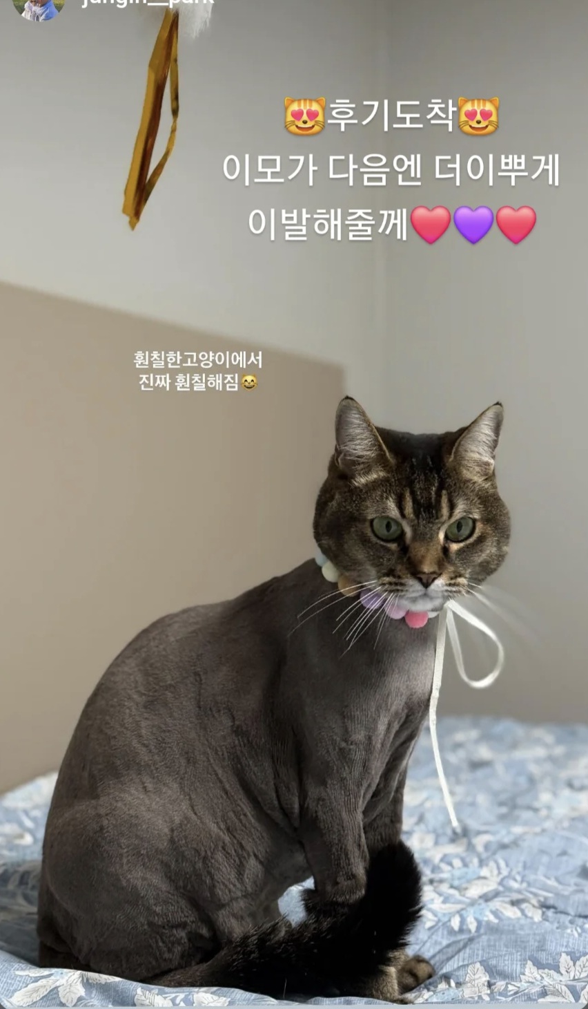 훤칠한고양이 대표 이미지