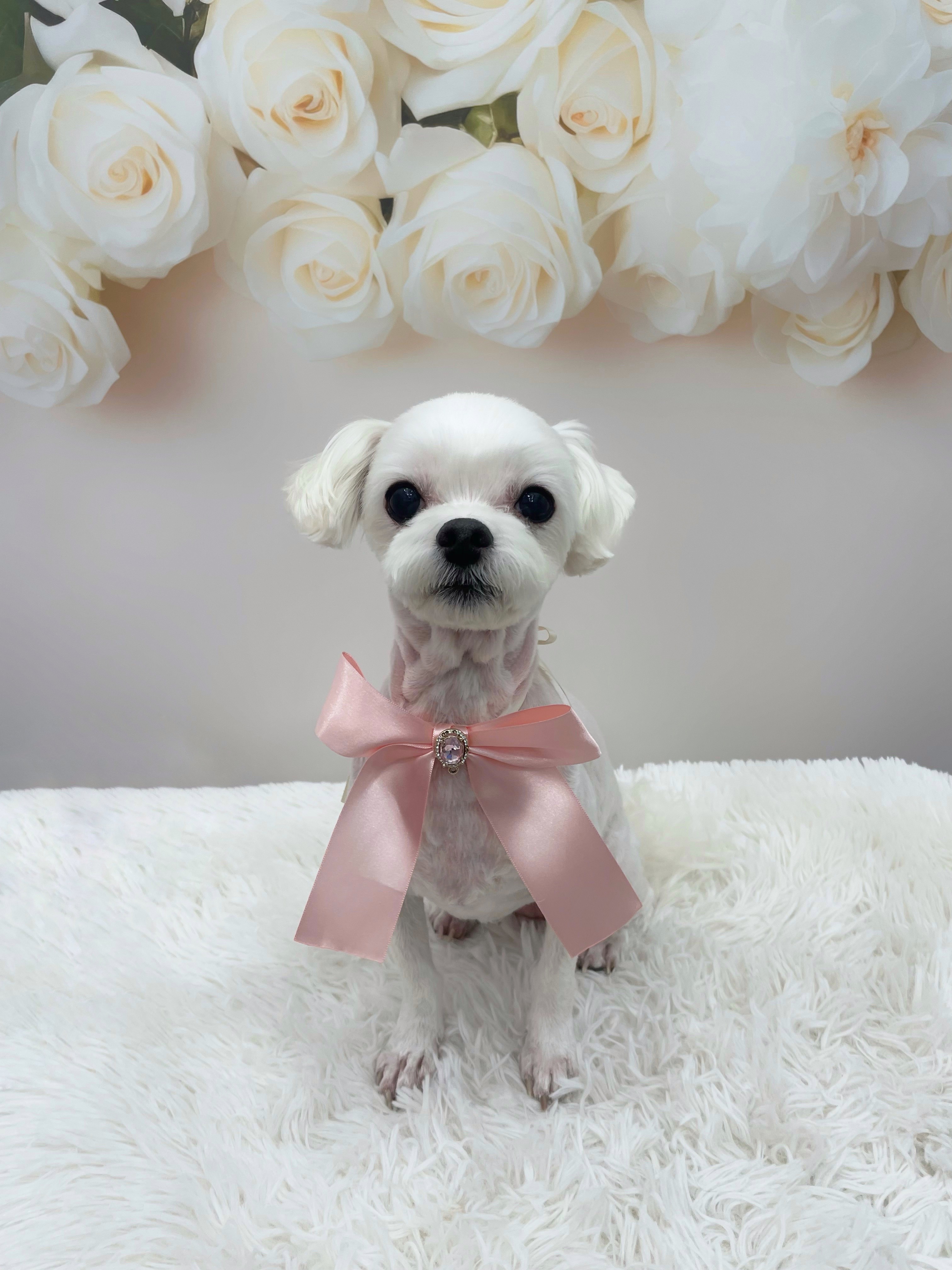 멍멍아또와 애견미용&돌봄 대표 이미지