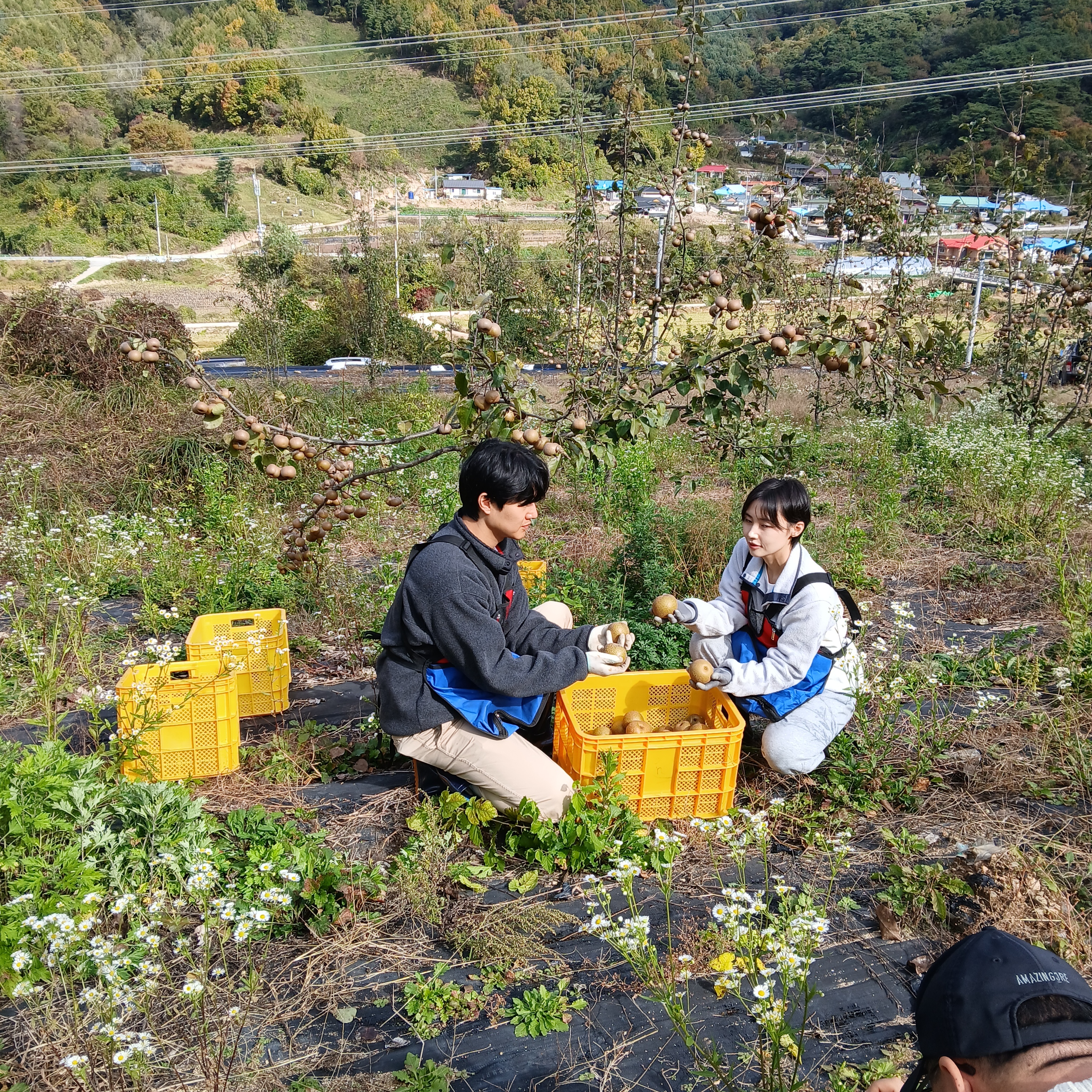 원대골농원