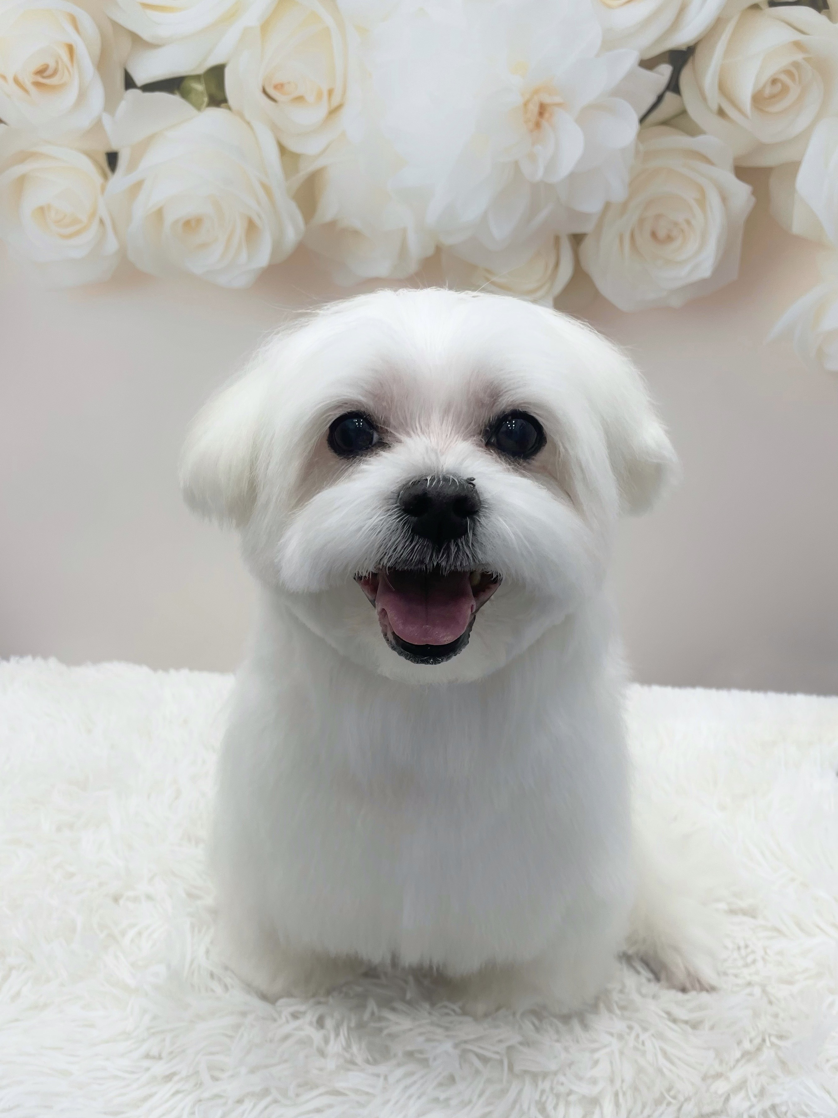 멍멍아또와 애견미용&돌봄 대표 이미지