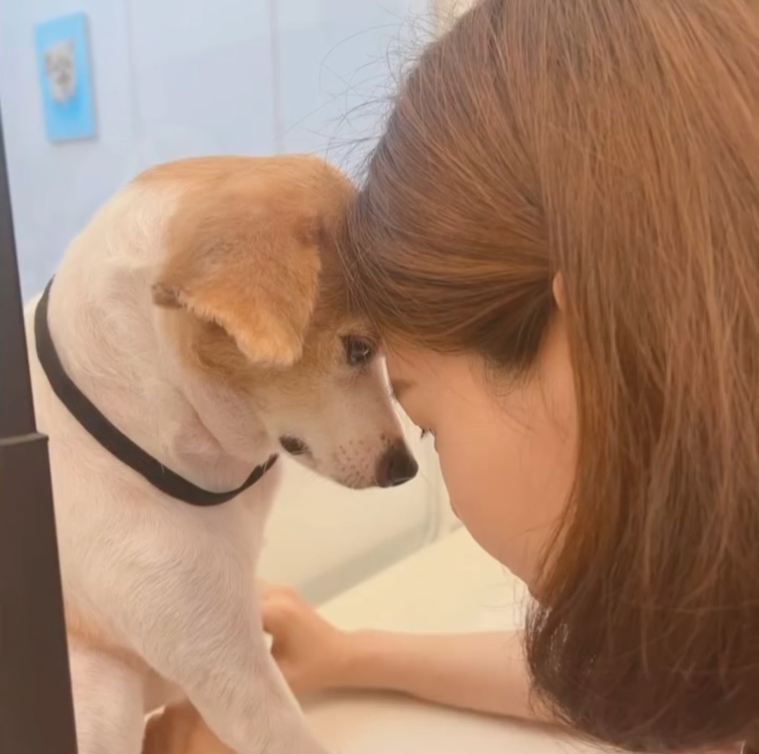 코지펫살롱 대표 이미지