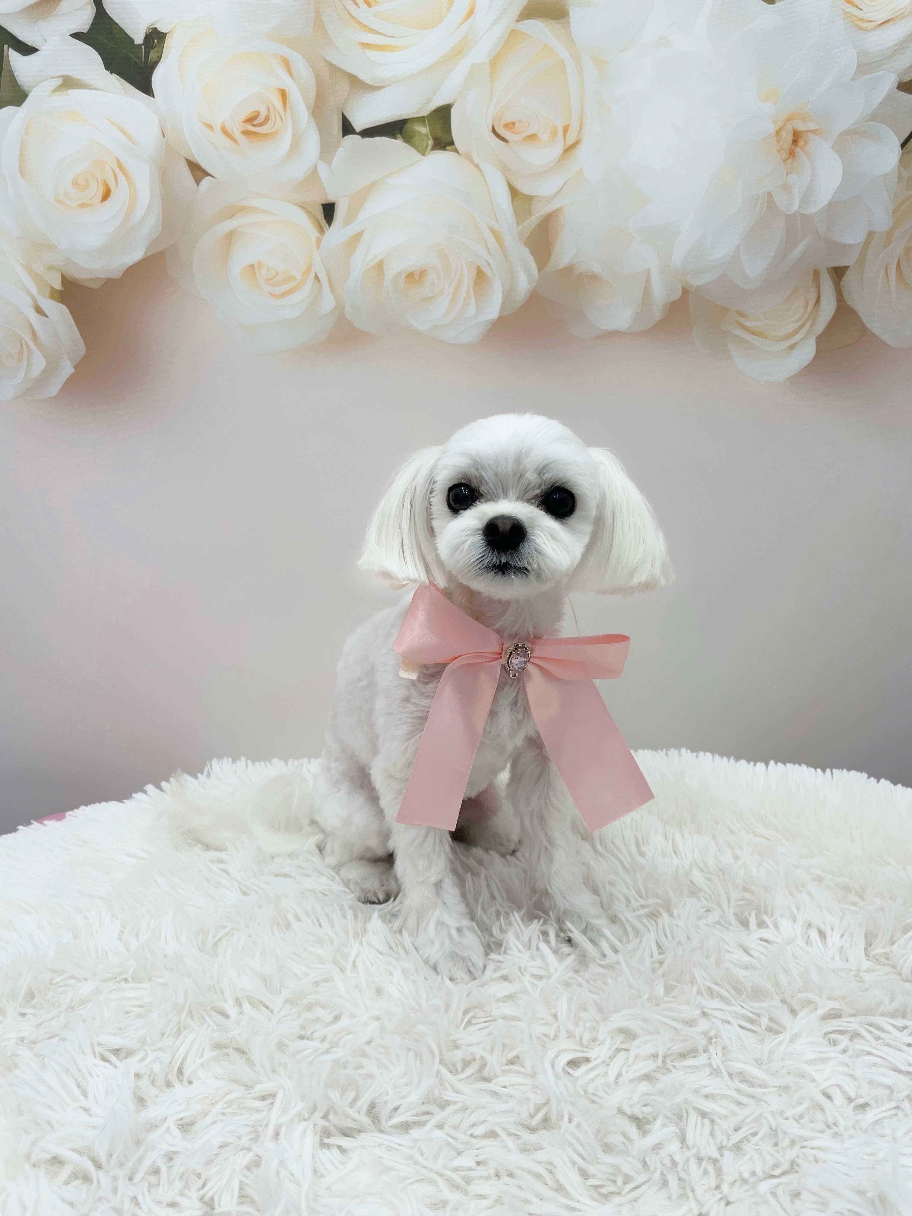 멍멍아또와 애견미용&돌봄 대표 이미지