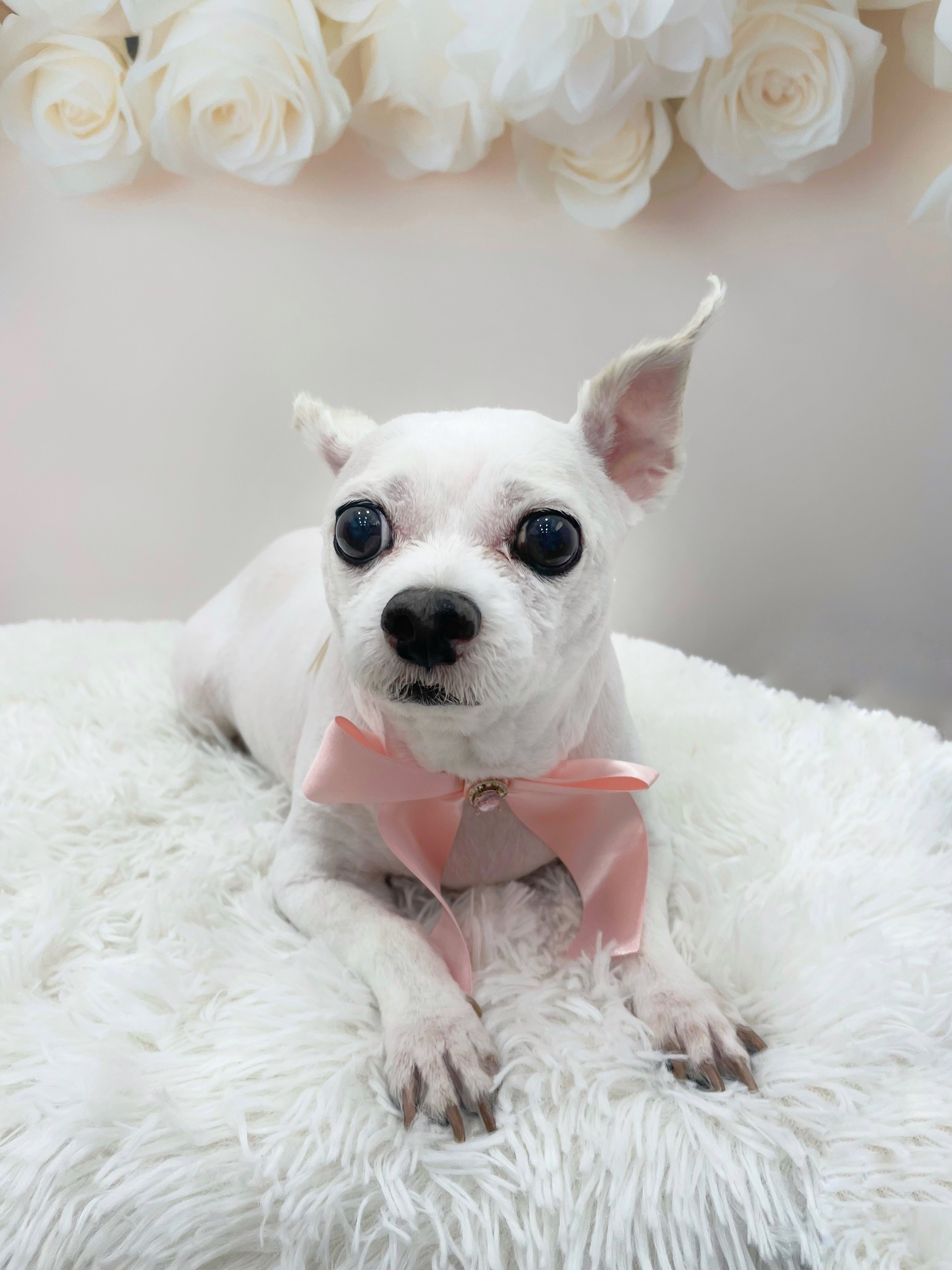 멍멍아또와 대표 이미지