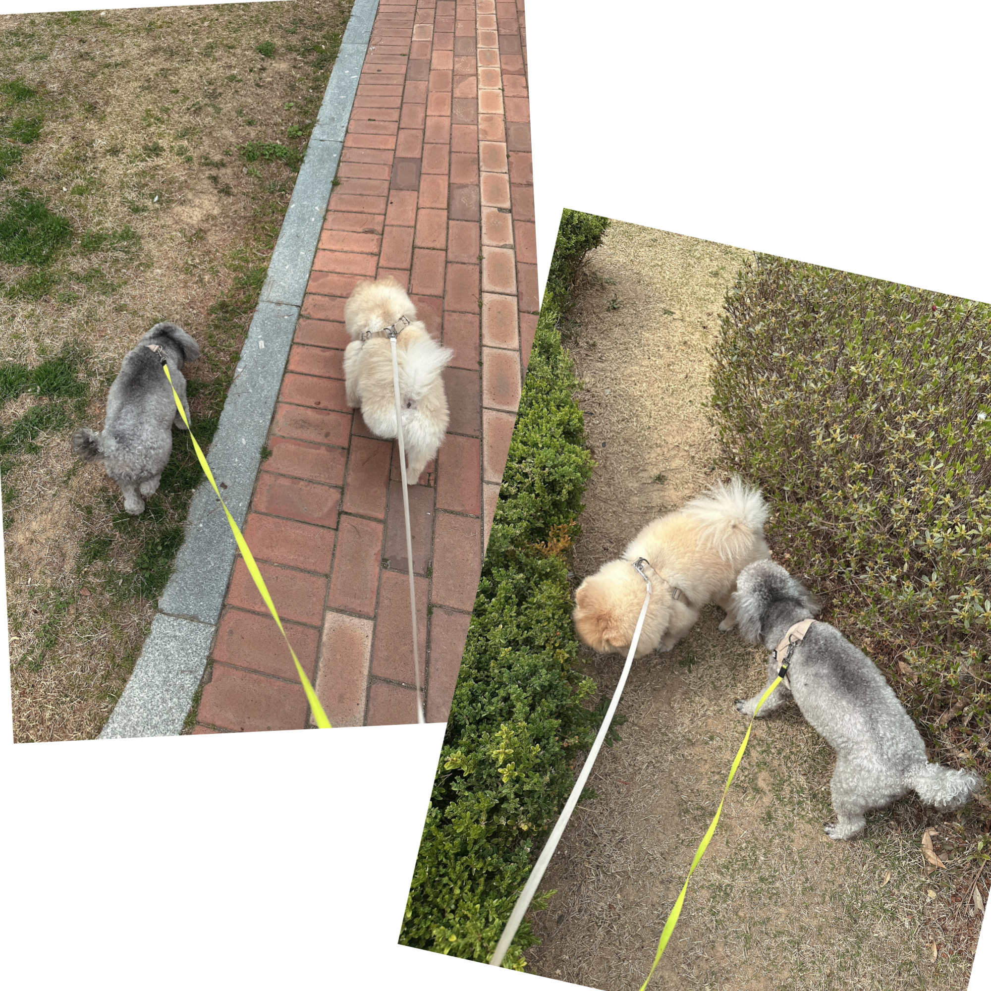 소중한너라서 애견유치원 대표 이미지