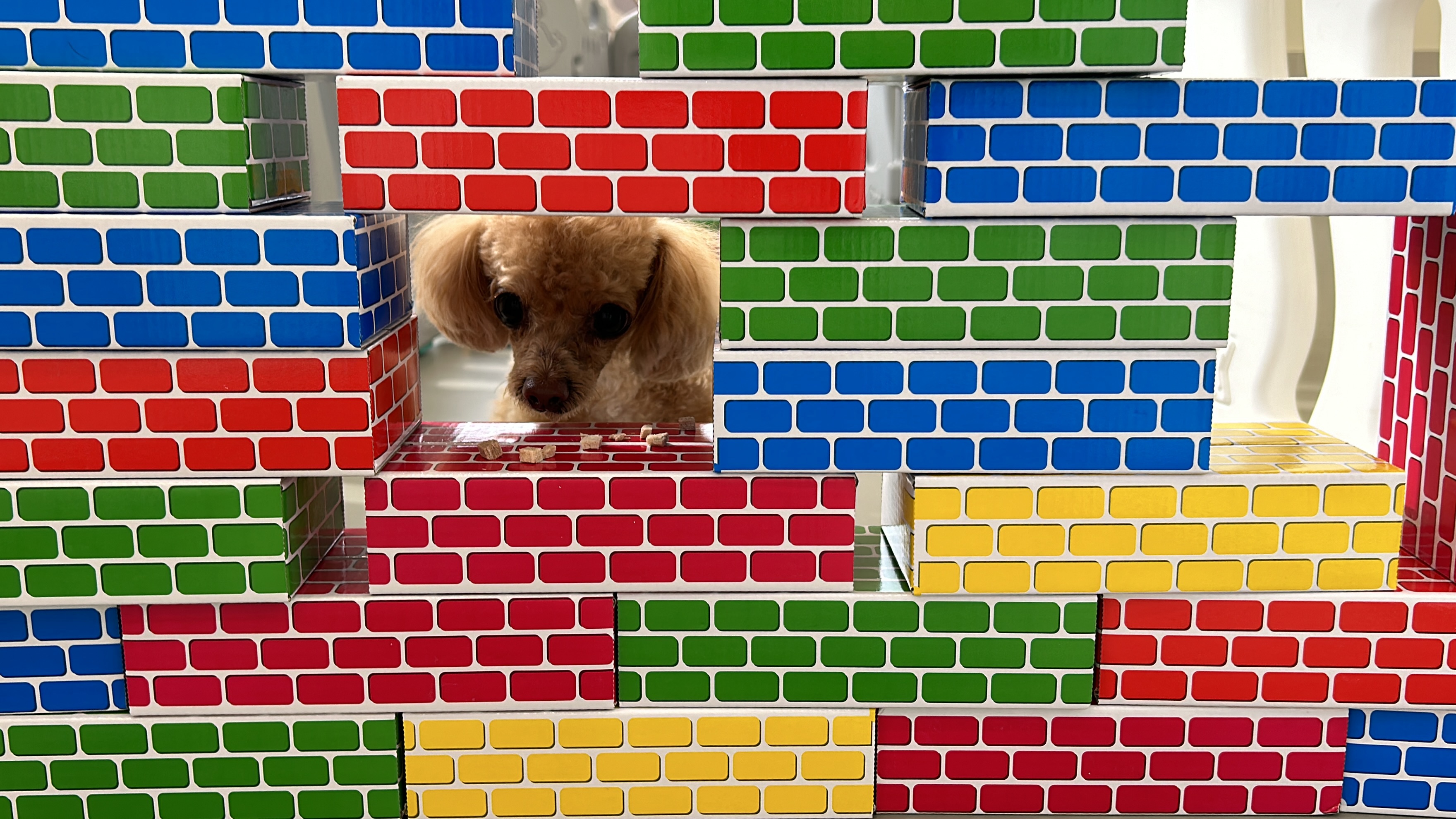 난다몽 일산애견유치원&호텔 대표 이미지