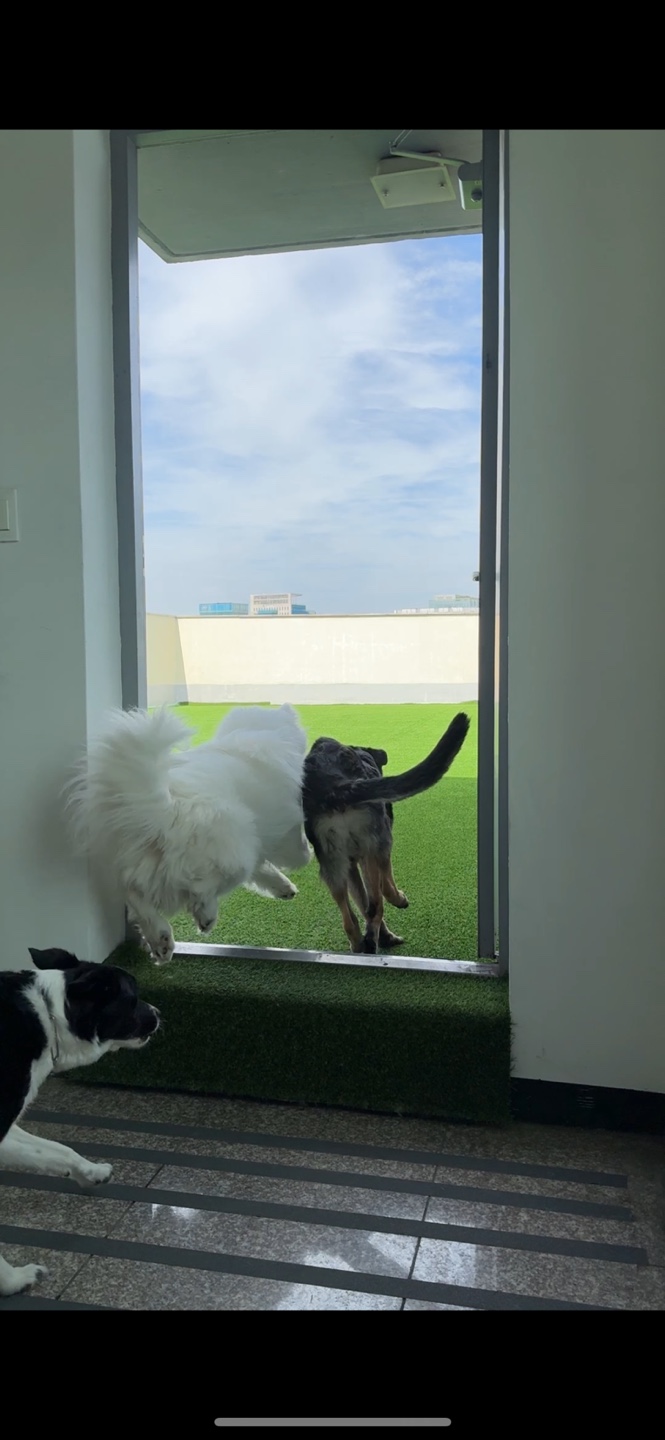 대견하개 애견유치원 애견호텔 대표 이미지