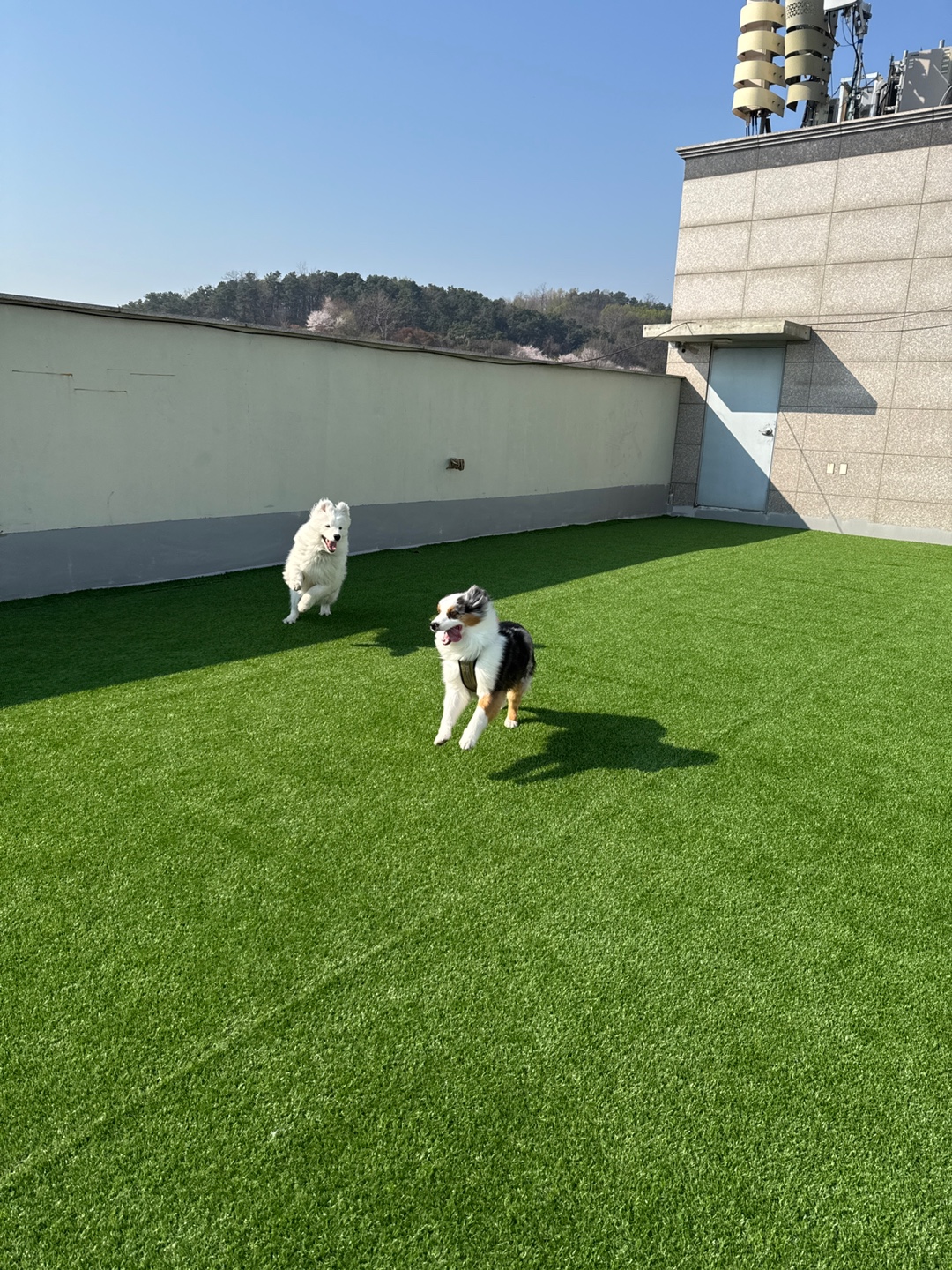 대견하개 애견유치원 애견호텔 강아지유치원 강아지호텔 대표 이미지