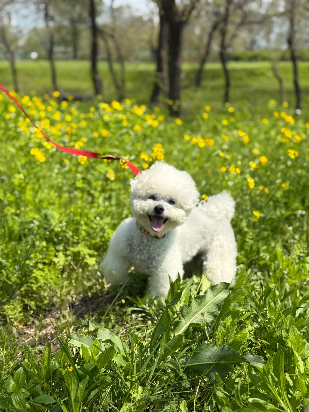 오월이네 애견유치원 훈련센터 대표 이미지