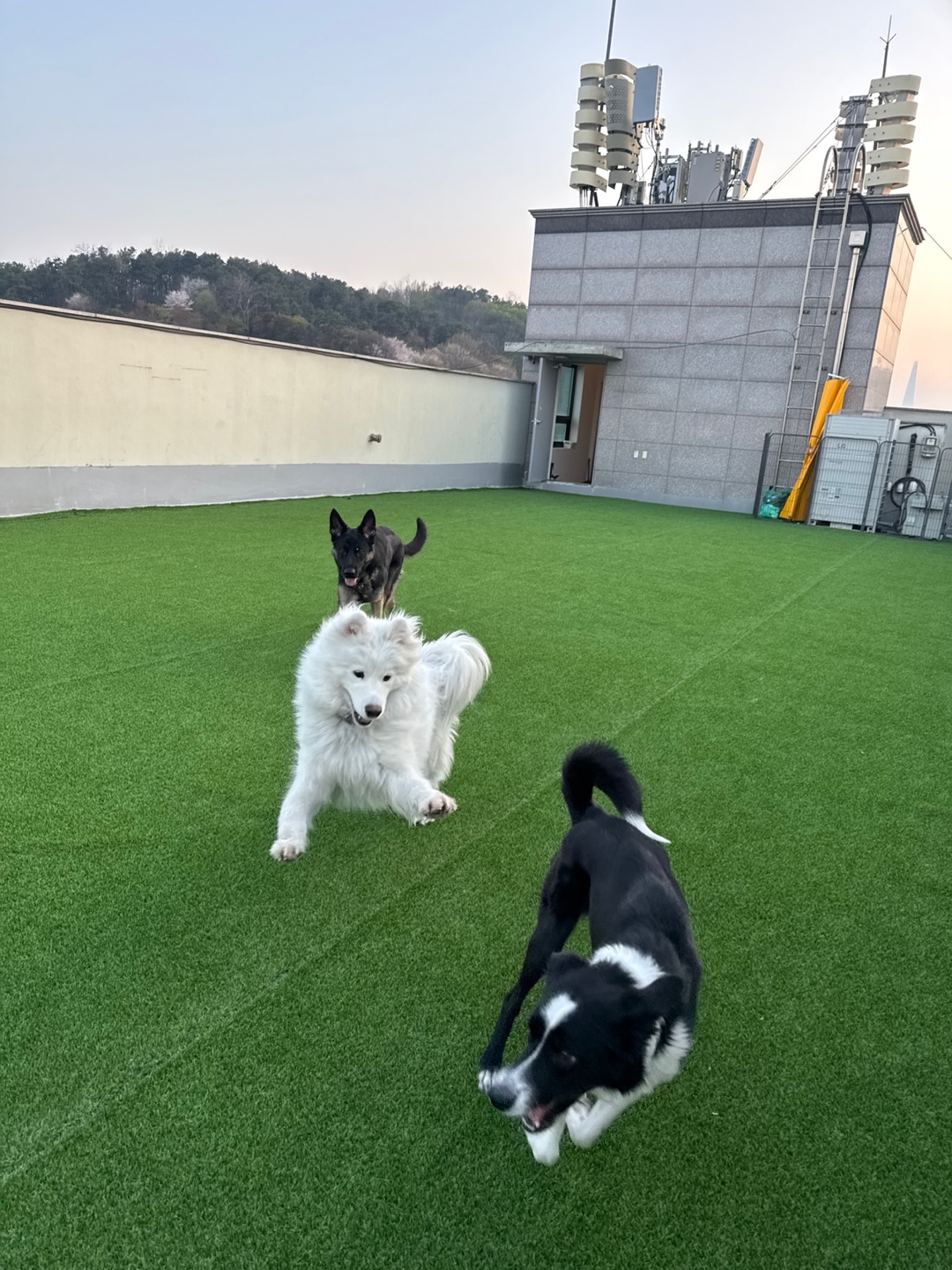 대견하개 대표 이미지