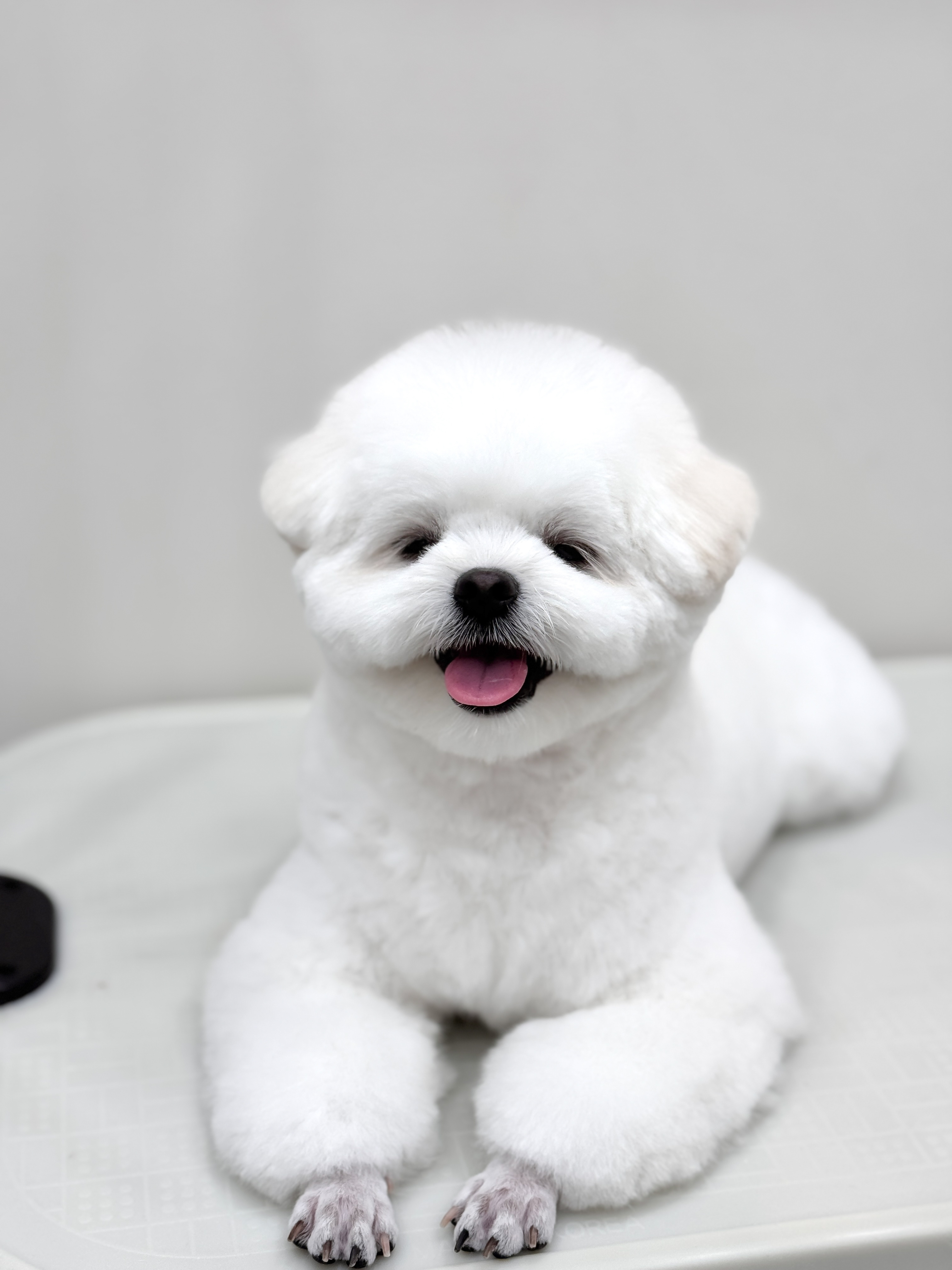 리틀포우 대표 이미지